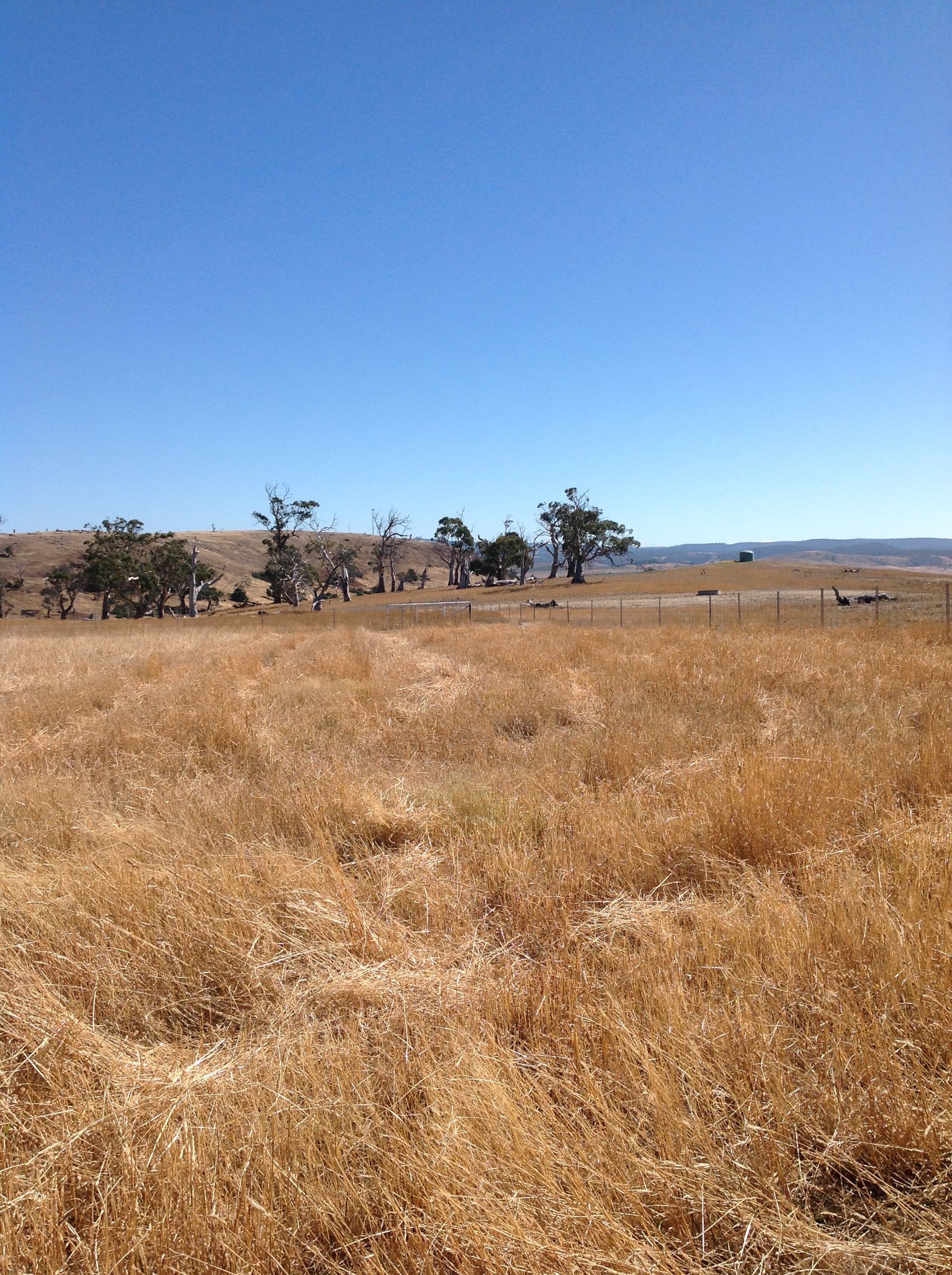 ...and after mowing