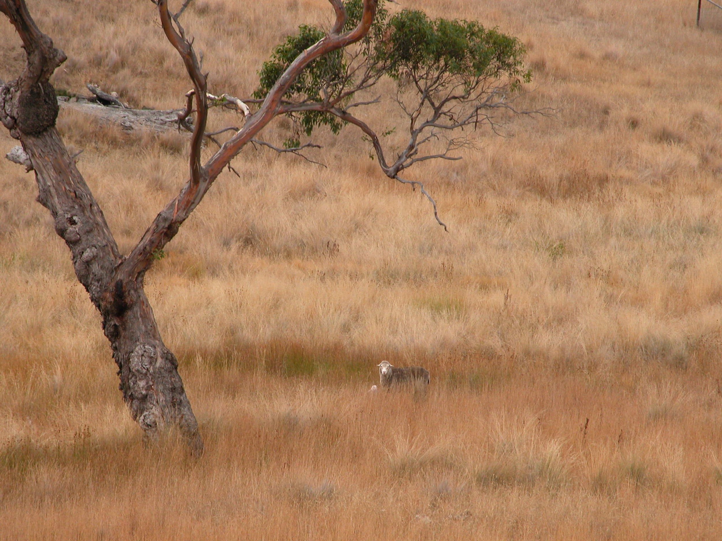 This ewe was tracking me from long telephoto range, in an arc of 180 degrees as I worked to get around her without disturbing her.