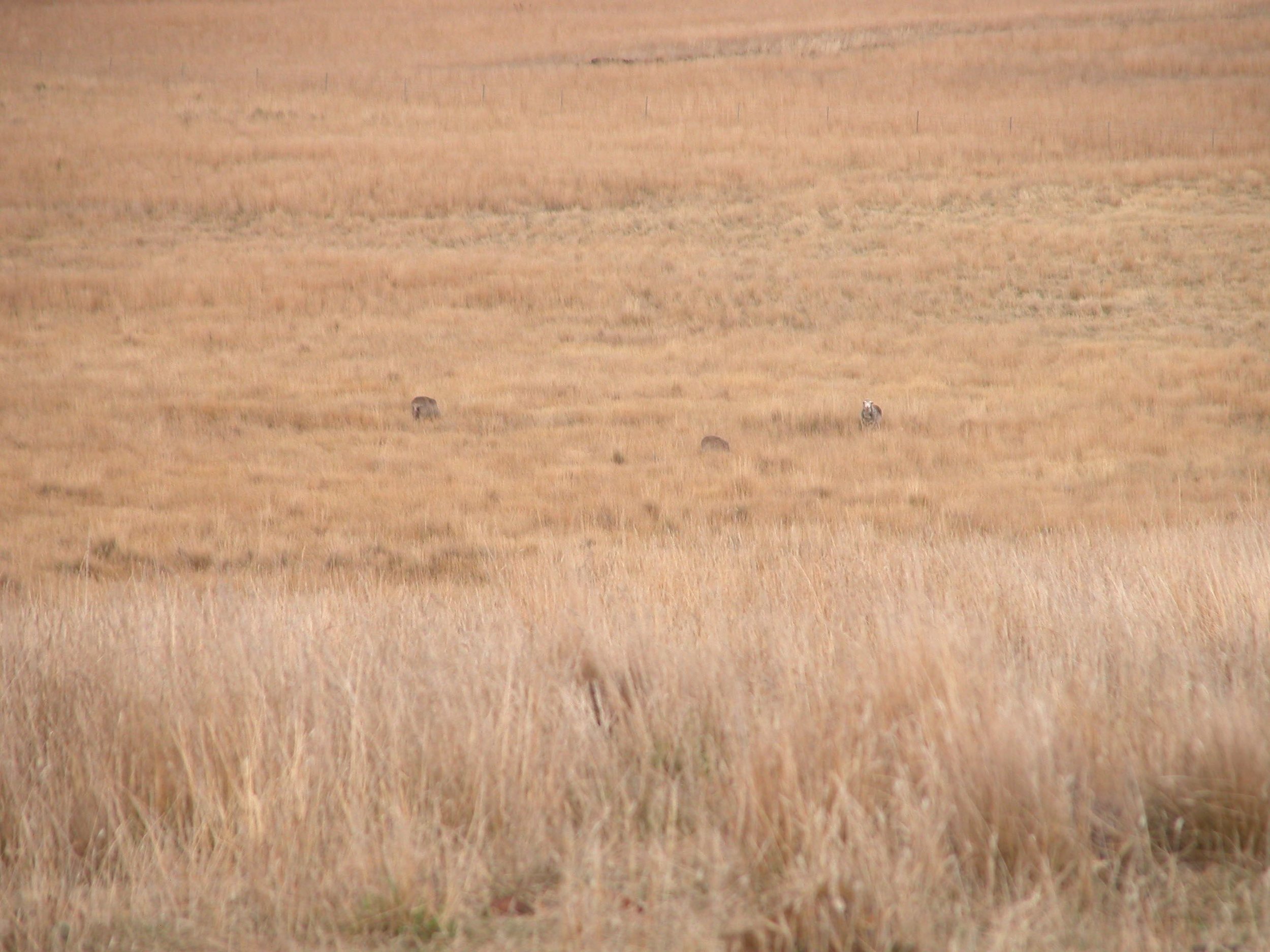 The nursery flock--three of five. The other two are on the hill to the right of these. While the ewes tend to go off by themselves or with one or two friends to lamb, within 24 hours or so, they'll join the "nursery flock"--all mamas and babies (and best friends) for a few days, until the babies are strong enough to keep up with flock movements.