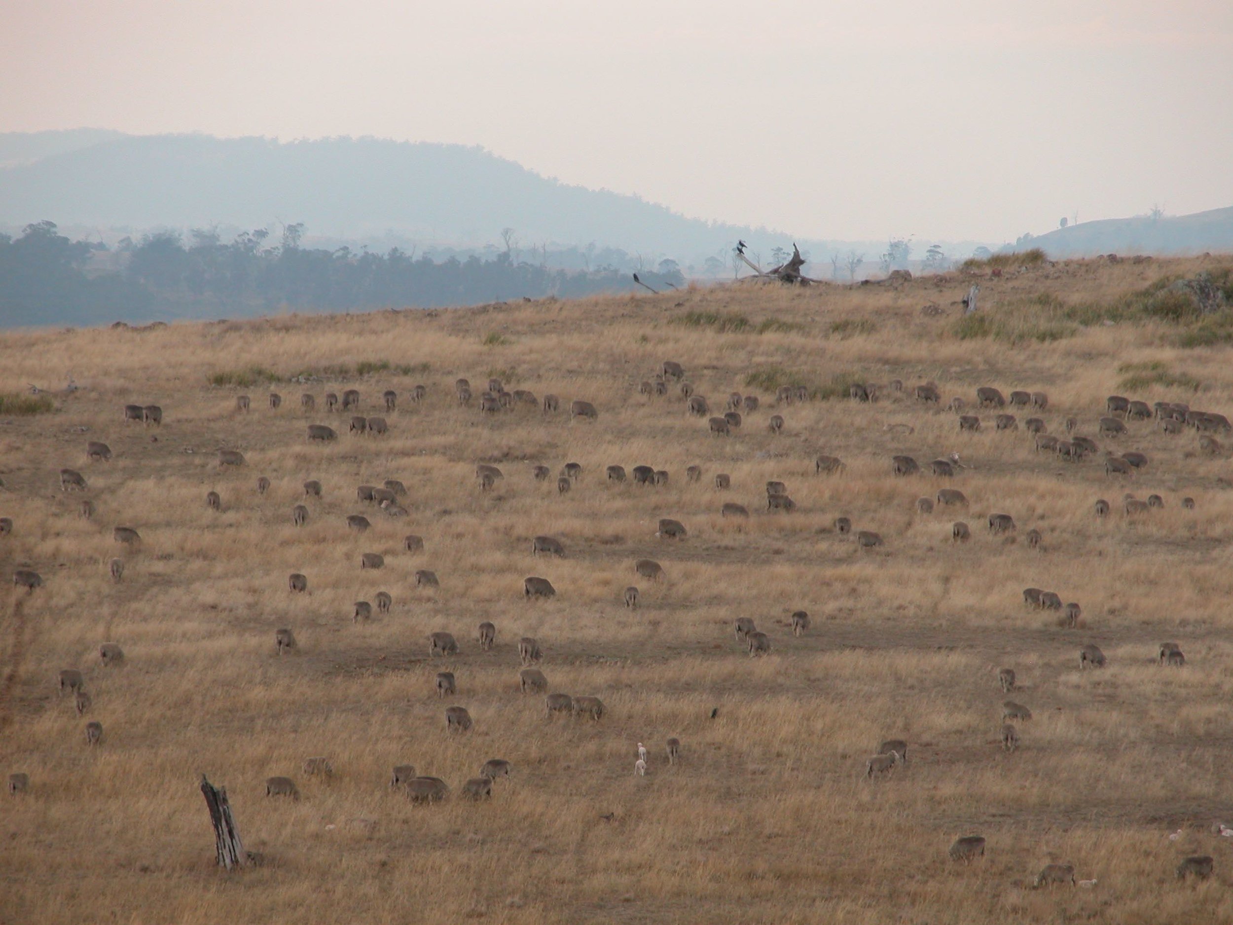 The main flock on the hill. Because they were spread out so far across the hill, I couldn't sneak around on the left, as I often do.