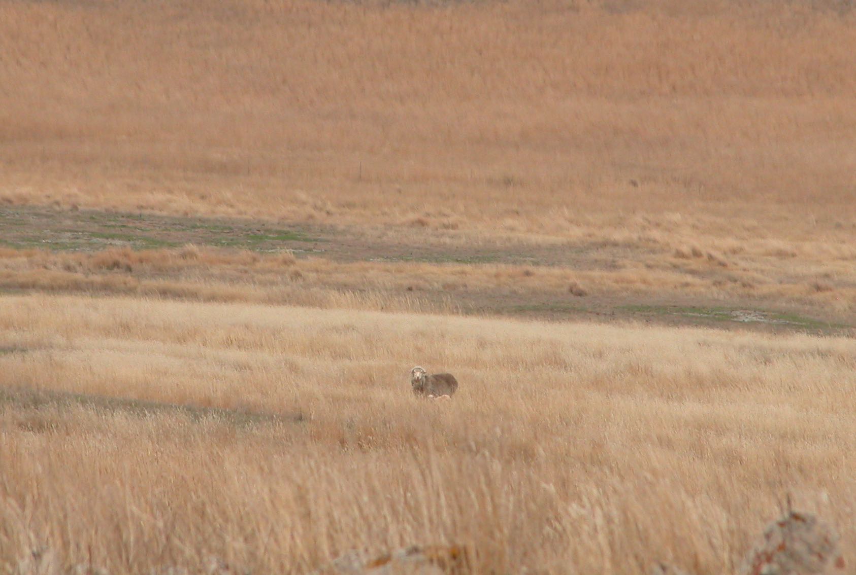 Ewe with new lamb on the flat. She was NOT happy with me watching.