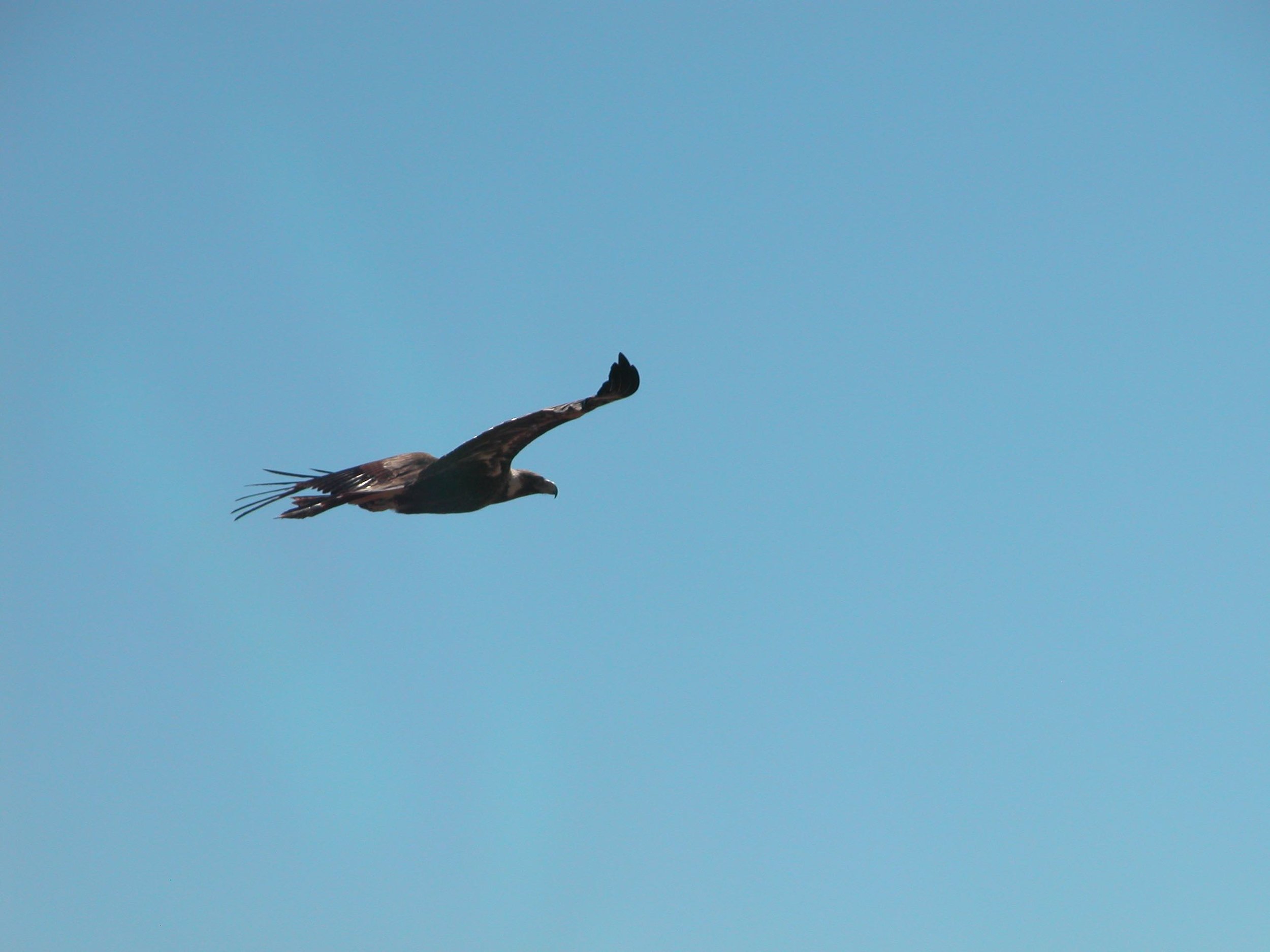 A wedge-tailed eagle taking off when I startled him. He was feeding on a lamb carcass.