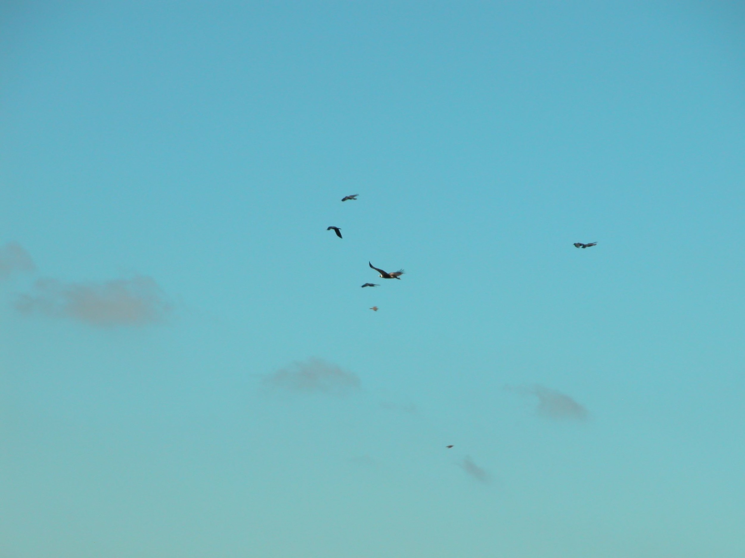 Eagles and ravens compete for food, and it's common to see a flock of ravens harrying wan eagle in the sky.