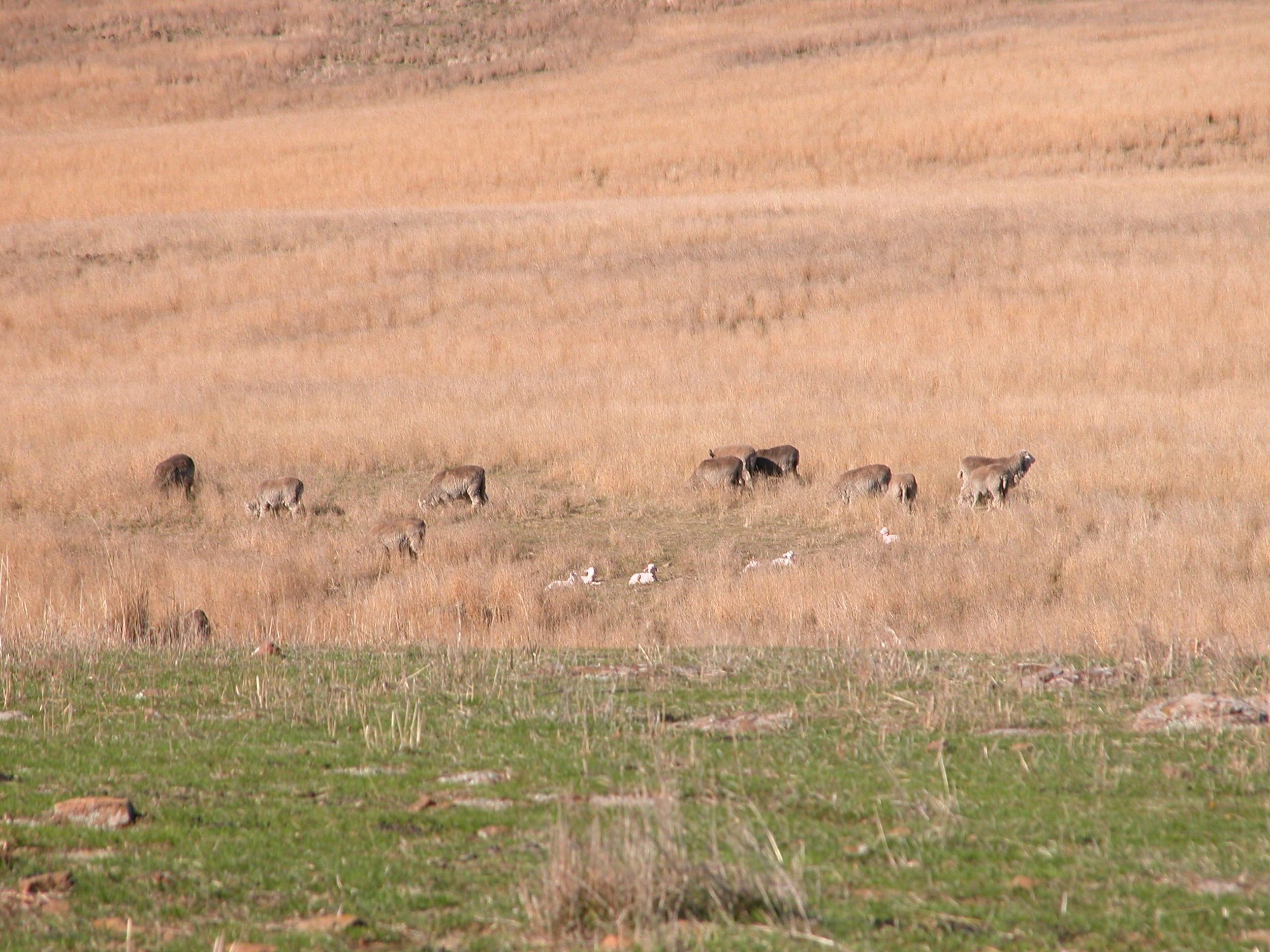 Safe and relaxed with mama and other sheep close by.