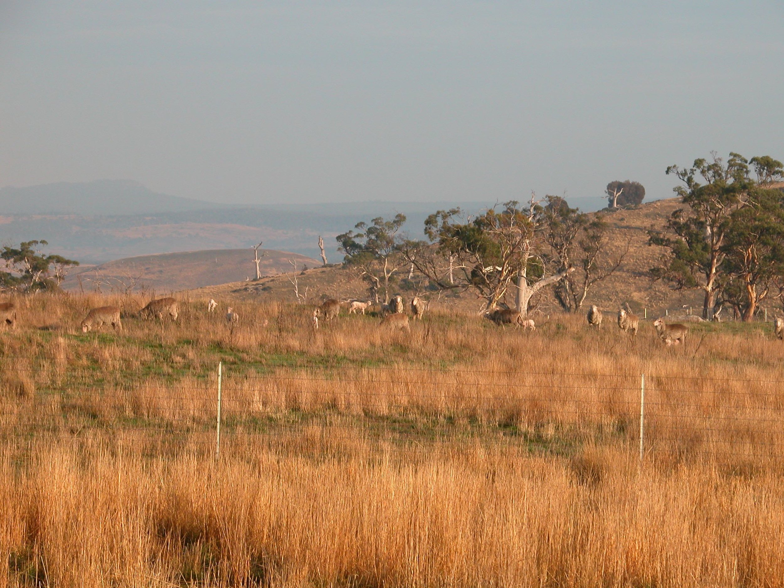 The nursery flock after moving into the new paddock with higher plant diversity. These ewes were waiting for three lambs that got left behind on the wrong side of the fence. Once the lambs saw me, they scampered through the gate just off to the left of the photo.