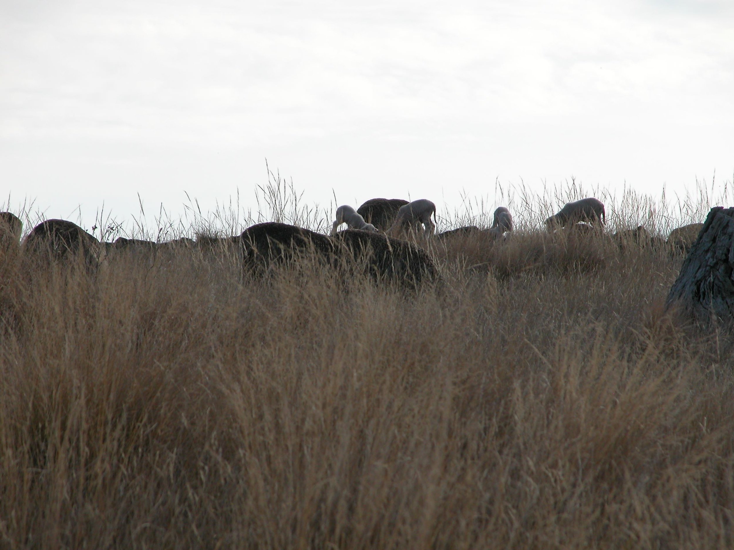 Three babies playing "king of the mountain" on a rocky outcrop yesterday morning in the new paddock. While the forage level is not as high here, the diversity is much higher, with lots of natives and also perennial herbs and woody browse plants. A particular favourite this time of year are the rose hips that are now red and mature. The sheep strip the rosa plants bare of hips, leaving only the few at the top they can't reach!