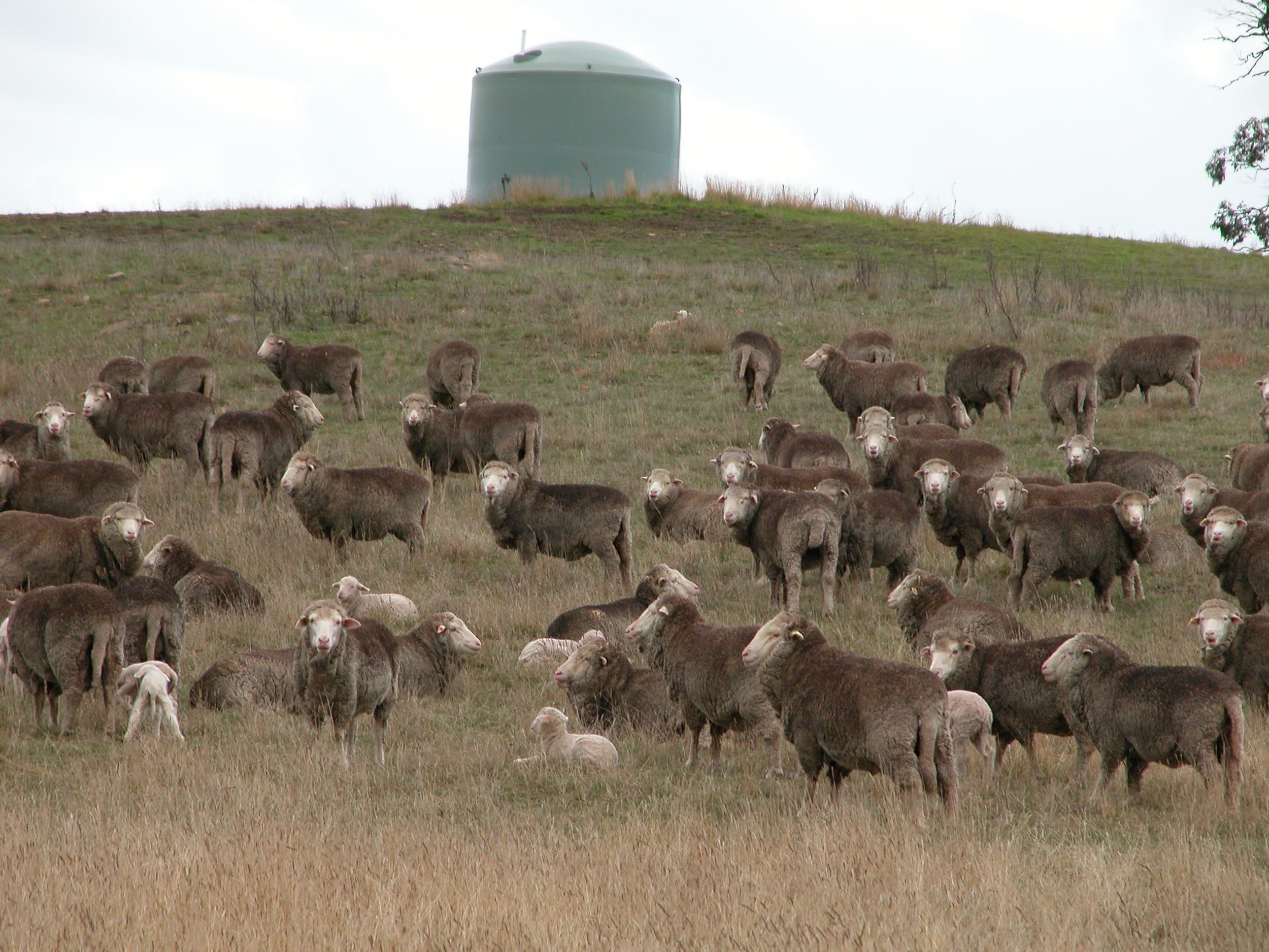 That's Zac lying down at the top of the flock, behind a grass tussock. I paraded the whole lot of them past him, and no one claimed him.