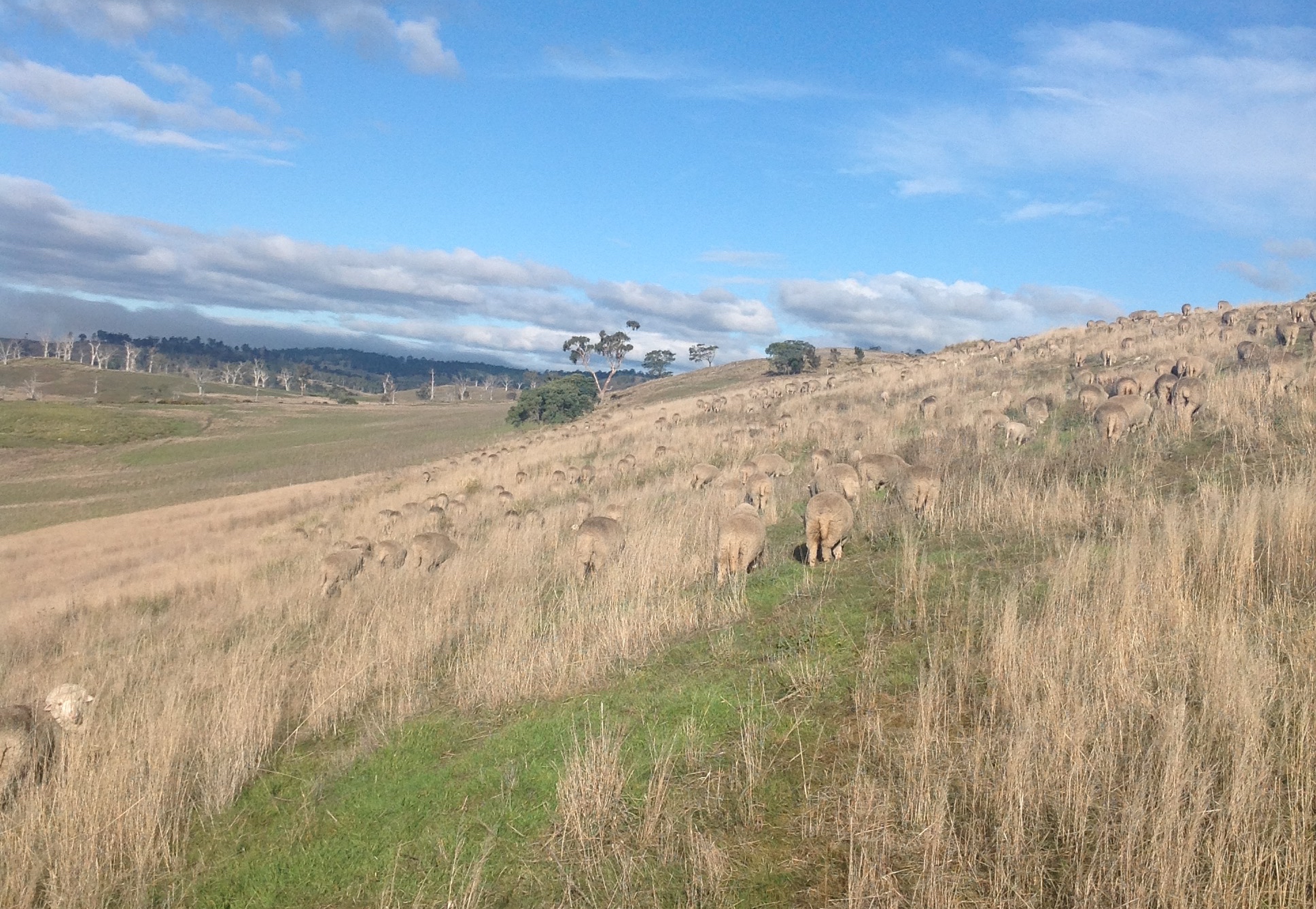 Heading across the steep hill in the Basin. Lots of luscious weedy forage here!