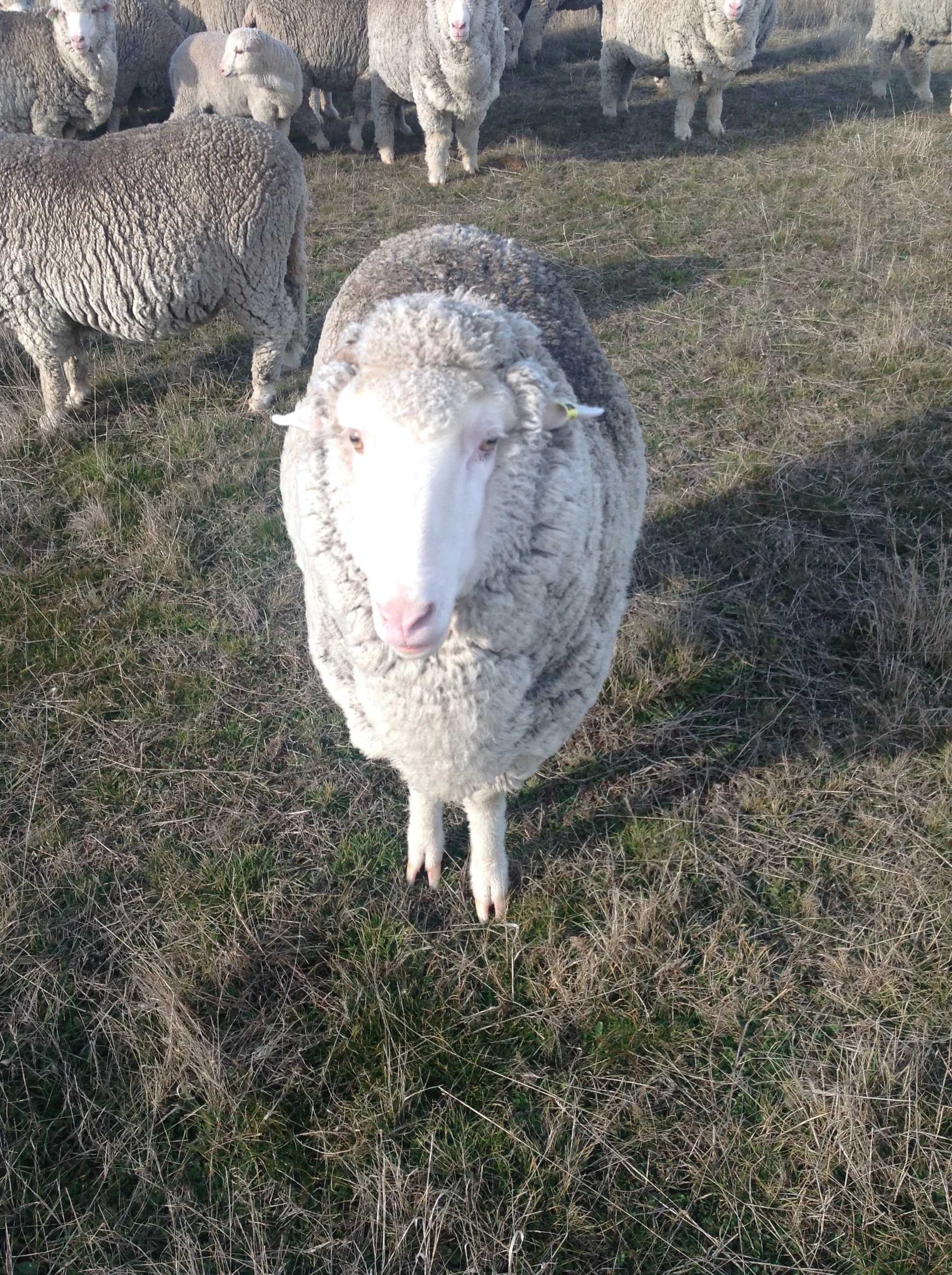 Jeff (The Virginian) looking very handsome (and fully aware of it!)