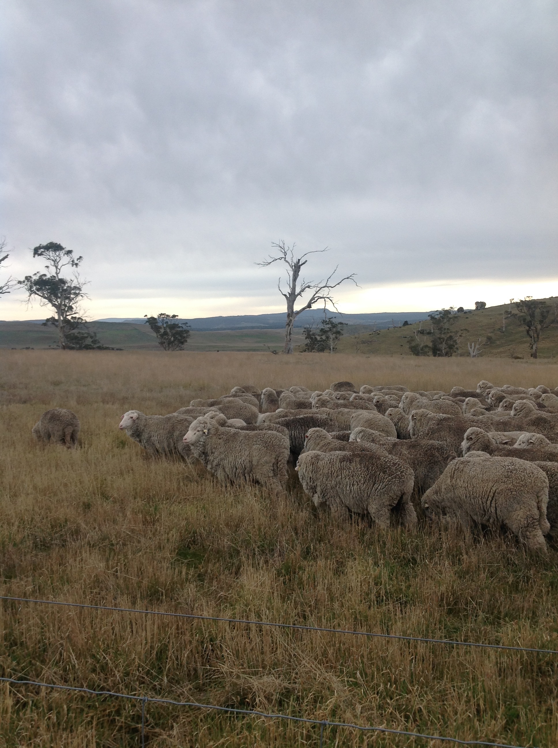 Heading out into the fresh grass of White Gum Wood. Delighted to be out of those blessed yards.