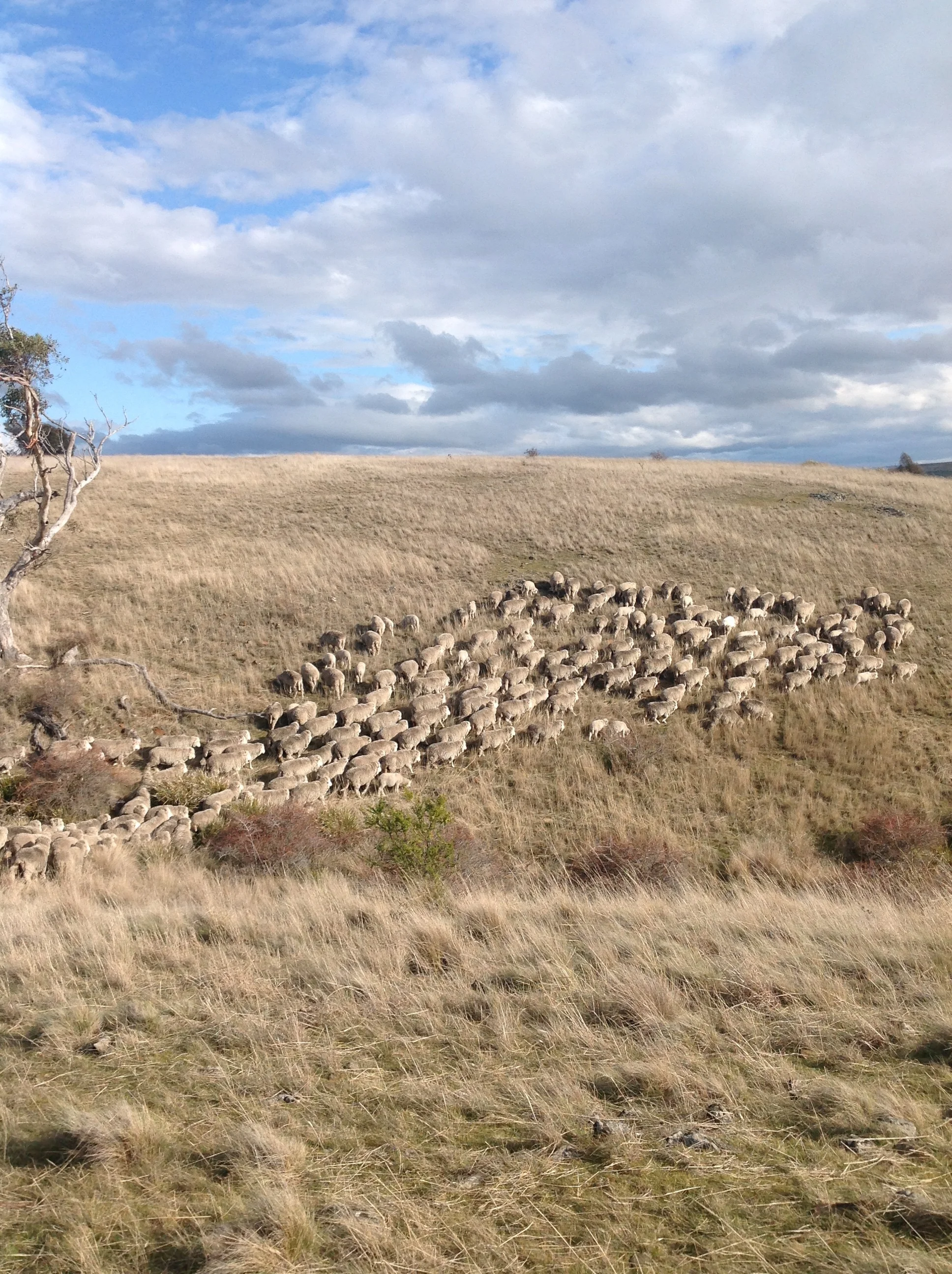 Highway Reserve, South