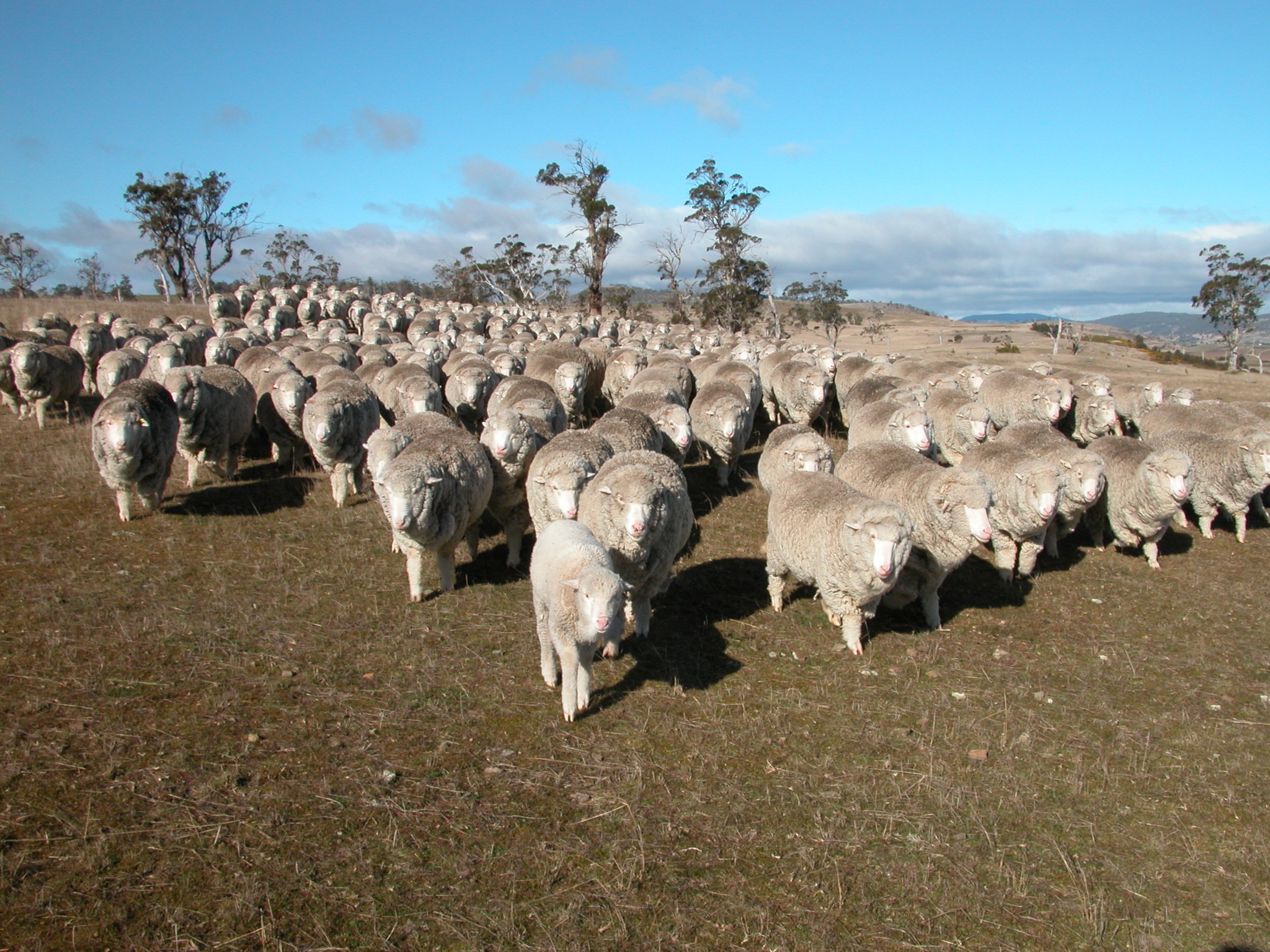 Back with the flock. Zac is following me to the gate, Clara is just behind him, Elf is peeking out two sheep back from Clara, on the right.