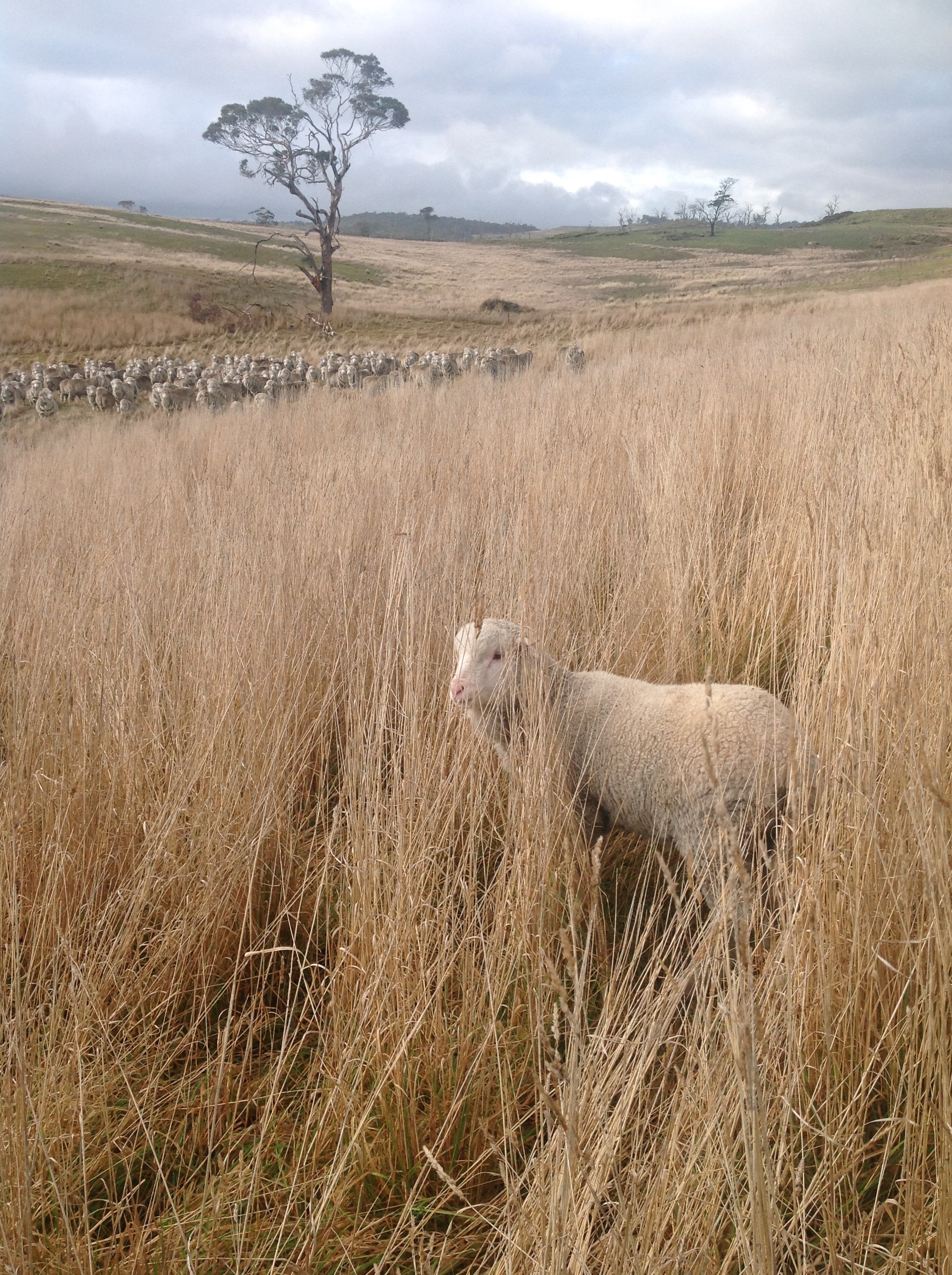 Zac heading back to the flock this morning, after drinking his warm milk.