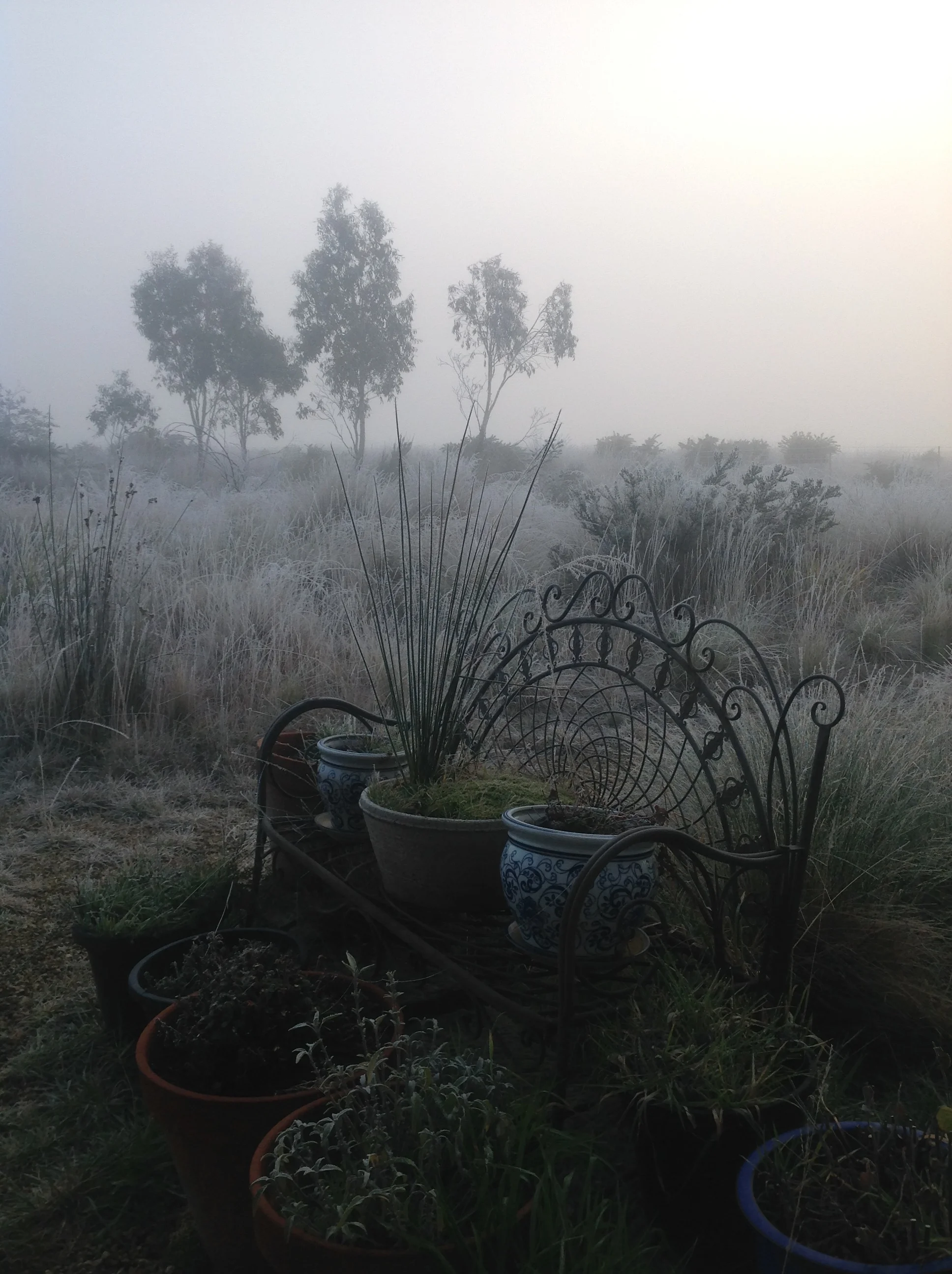 Outside my front door on a foggy, frosty -7 degree morning last week.