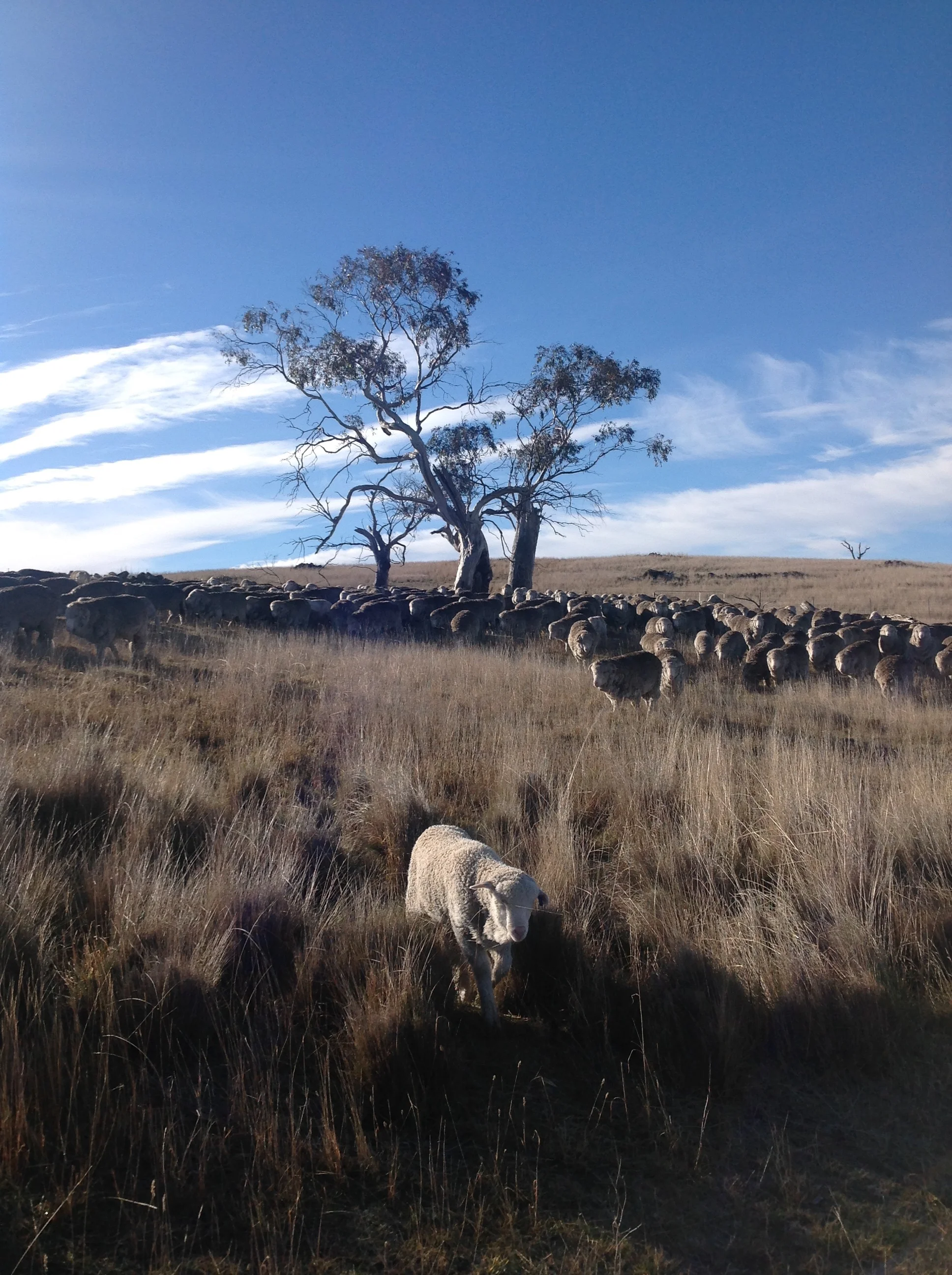 Zac "leading" the flock--really just following mama suitcase--from the Grass Gully into White Gum Wood.
