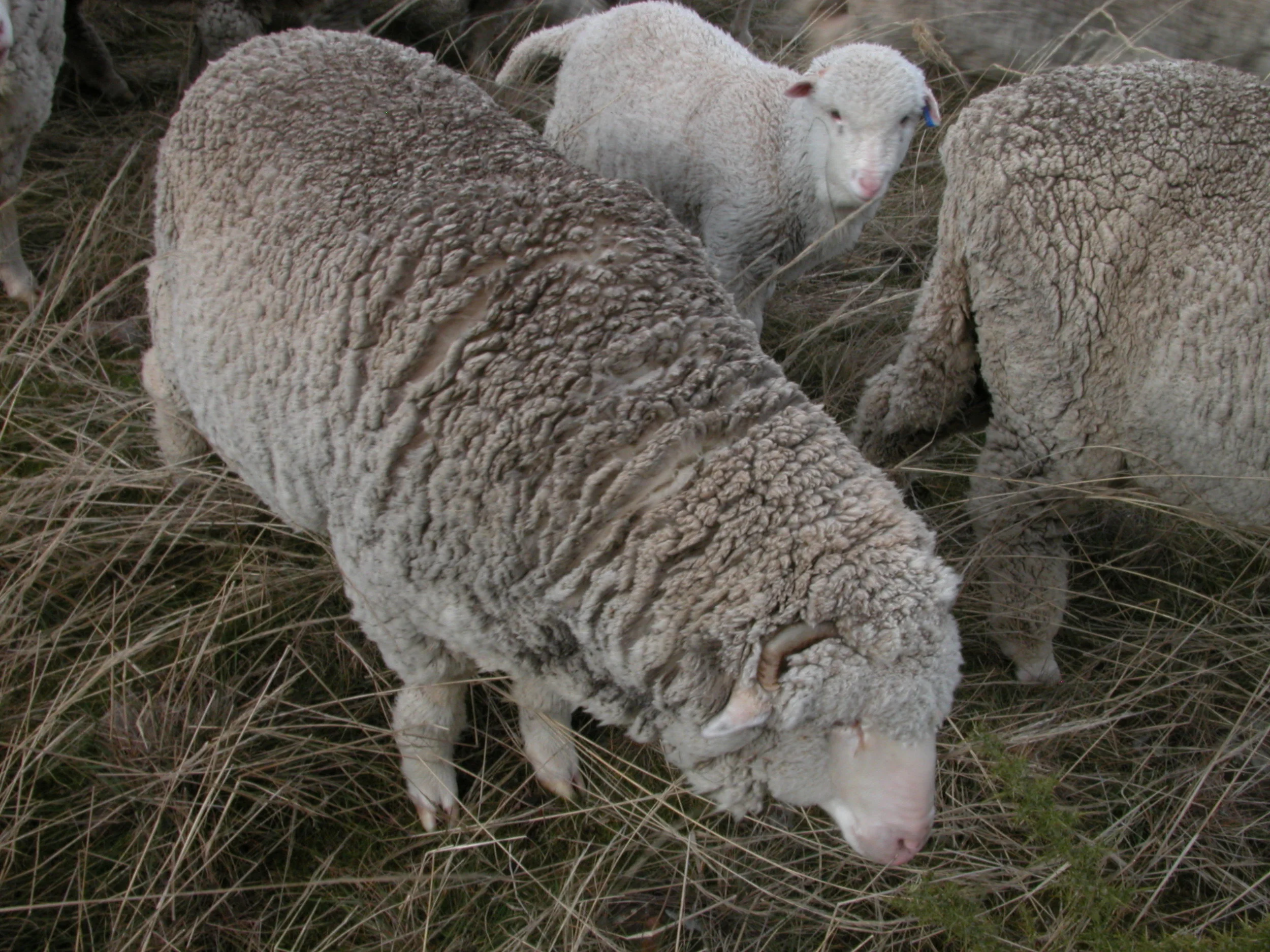 Zac with Robert a few days after rejoining the flock.