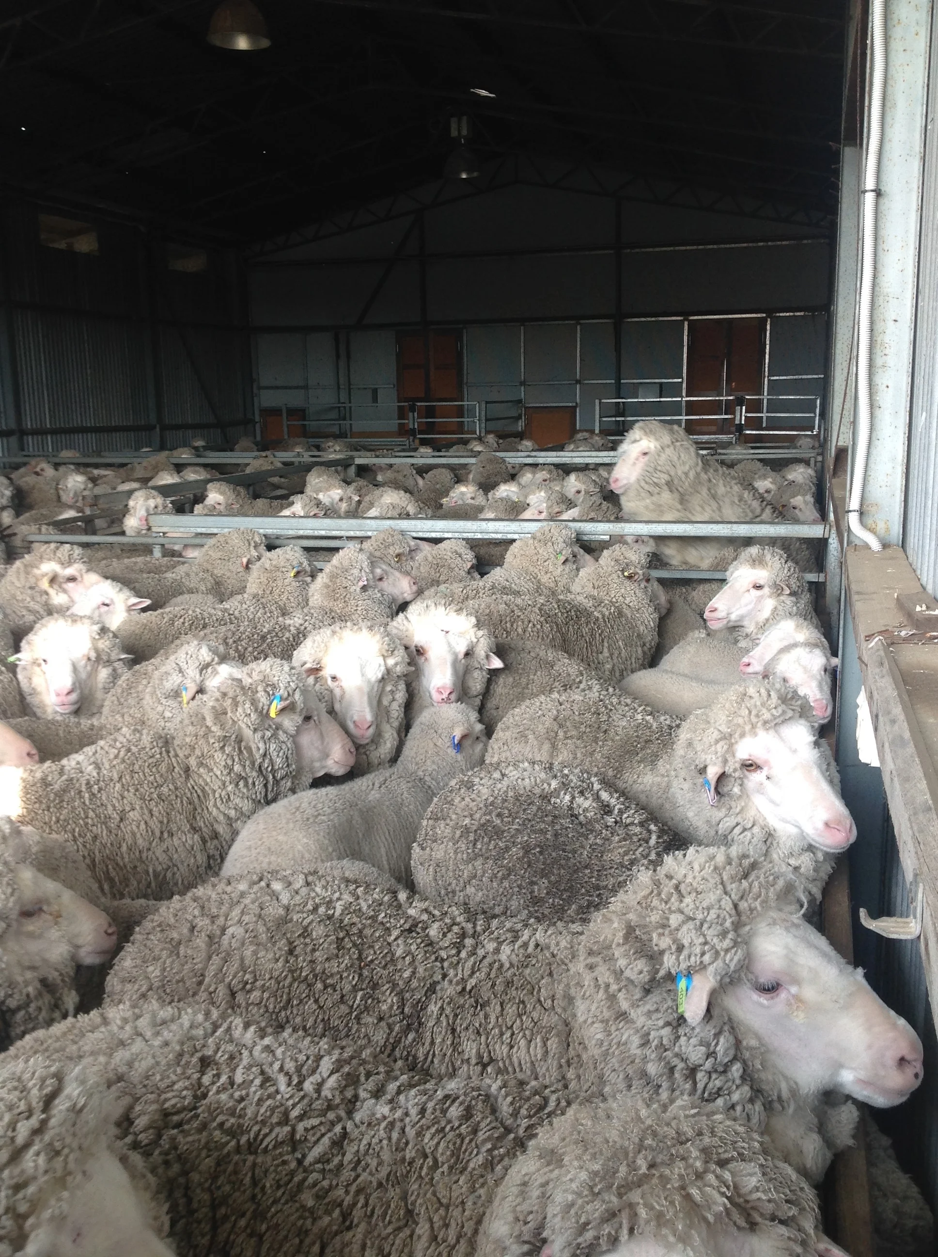 In the holding shed, staying dry for shearing the next day. Zac is on the far right, a couple of sheep back. The first thing we do is "crutch" all the sheep--clean their faces and bottoms, and shear the tails. Then we turn around a day later and start shearing. This keeps all the icky wool bits away from the good fleece.