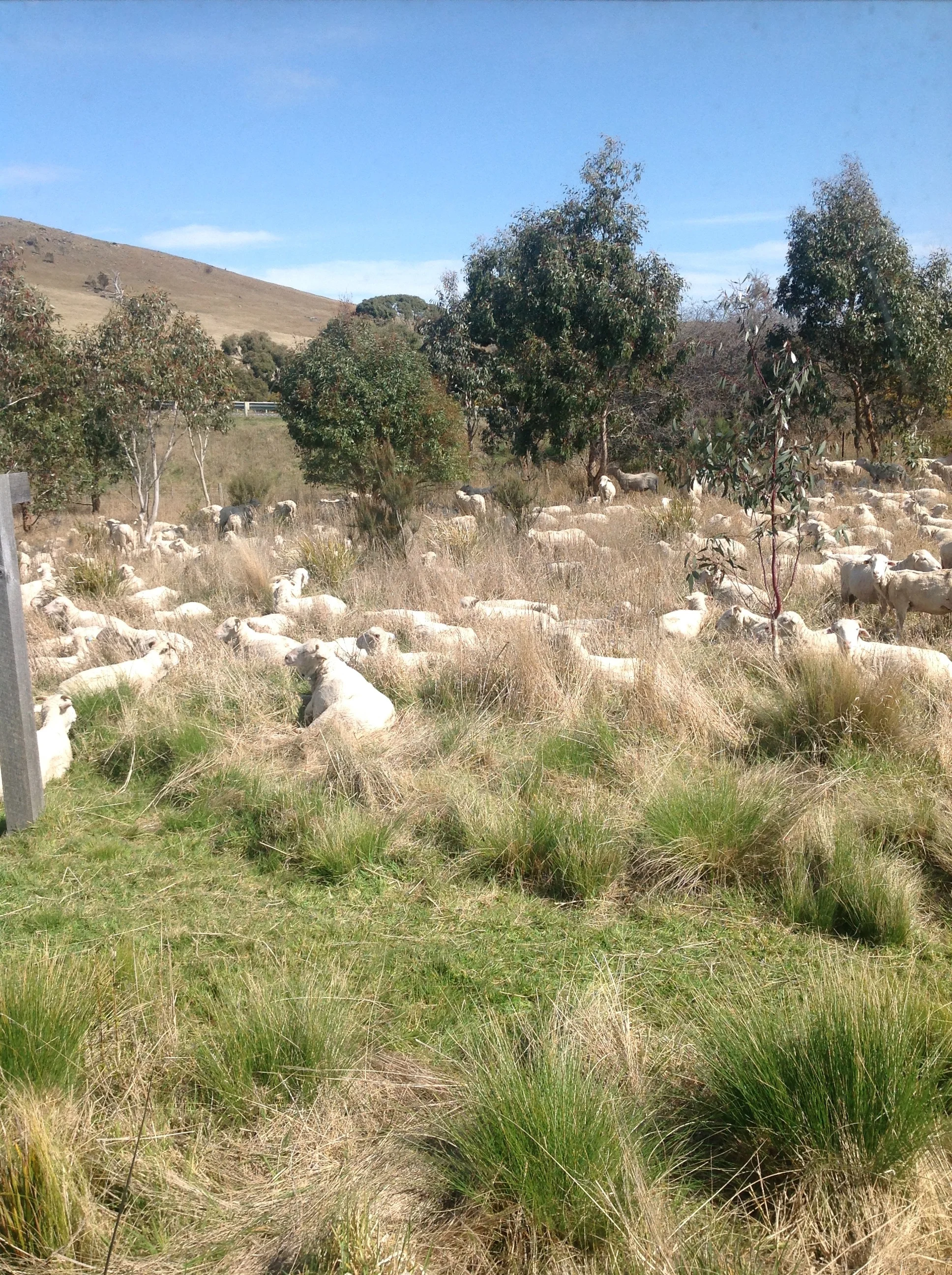 A week or so after shearing, the ewes enjoying sunshine and delectable browse in the area outside my kitchen window. I didn't shear the lambs--they don't have enough wool yet to make it worth the stress. 