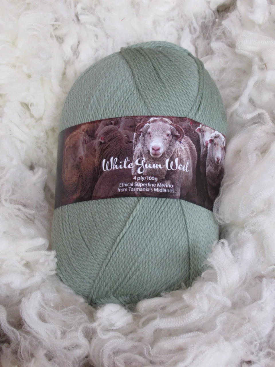 4 silver wattle 2.jpg