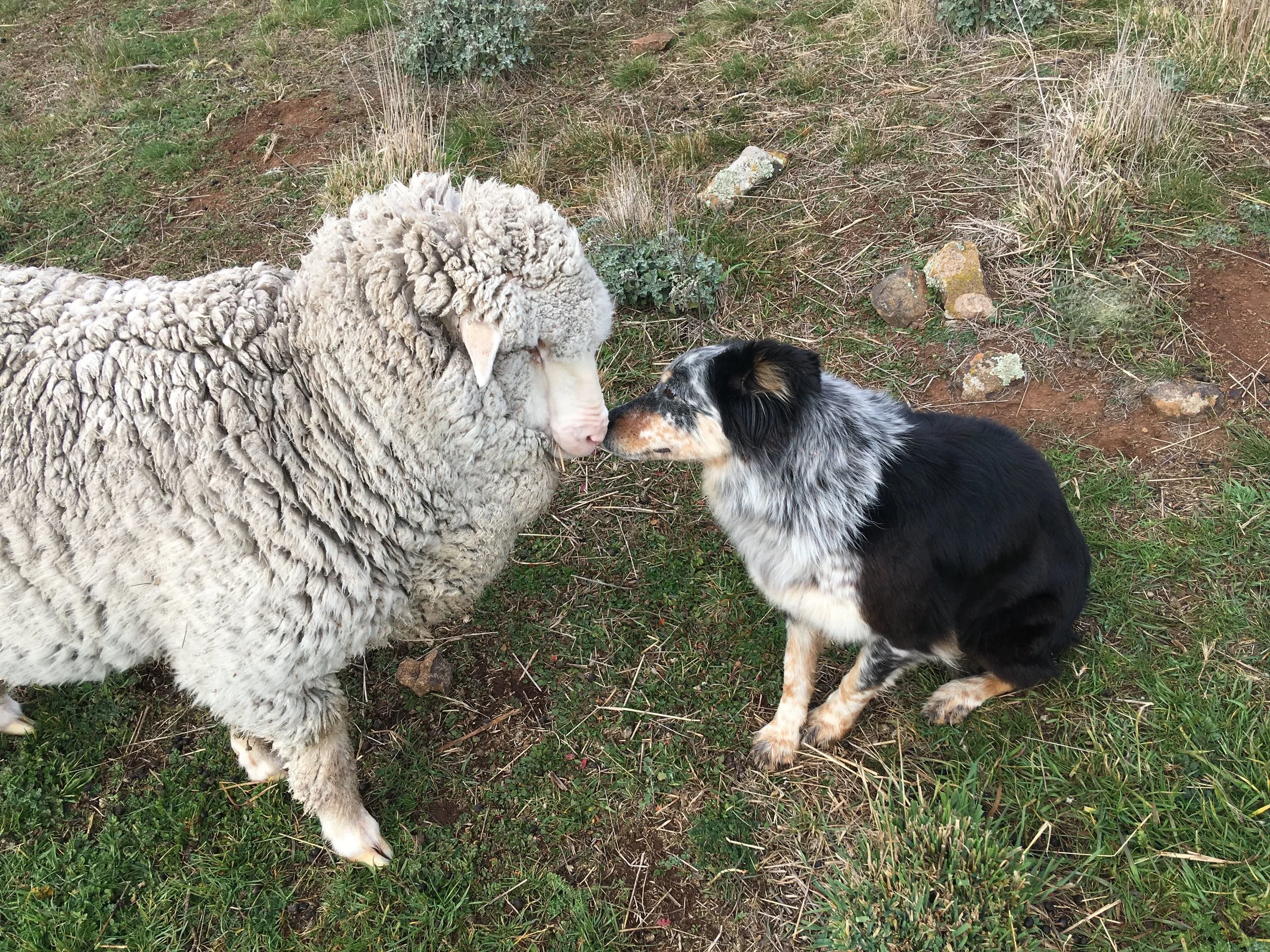 Zac and Pearl saying g'day