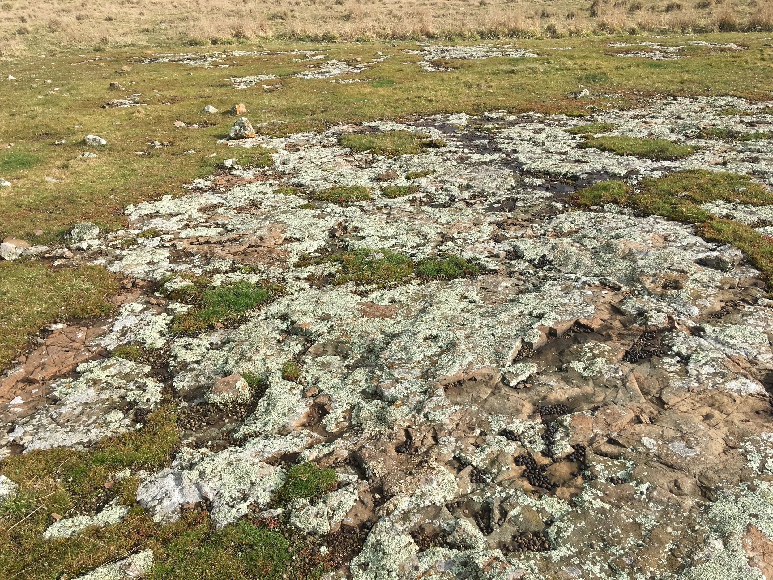 A stretch of dolerite with lichen that caught my eye the other day.