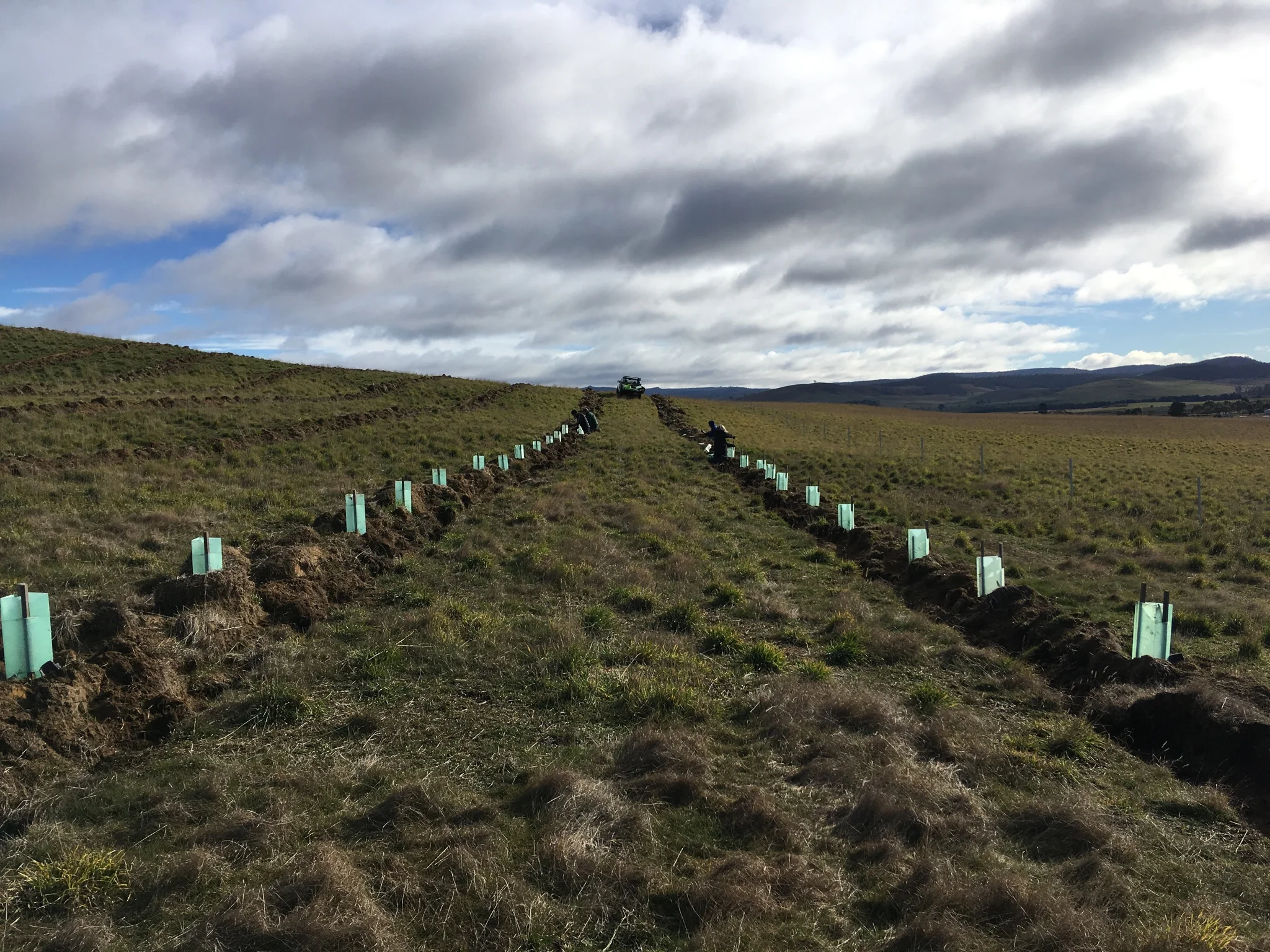 The first row. &nbsp;Six planting days later, we had 1600 trees, shrubs and forbs in the ground.