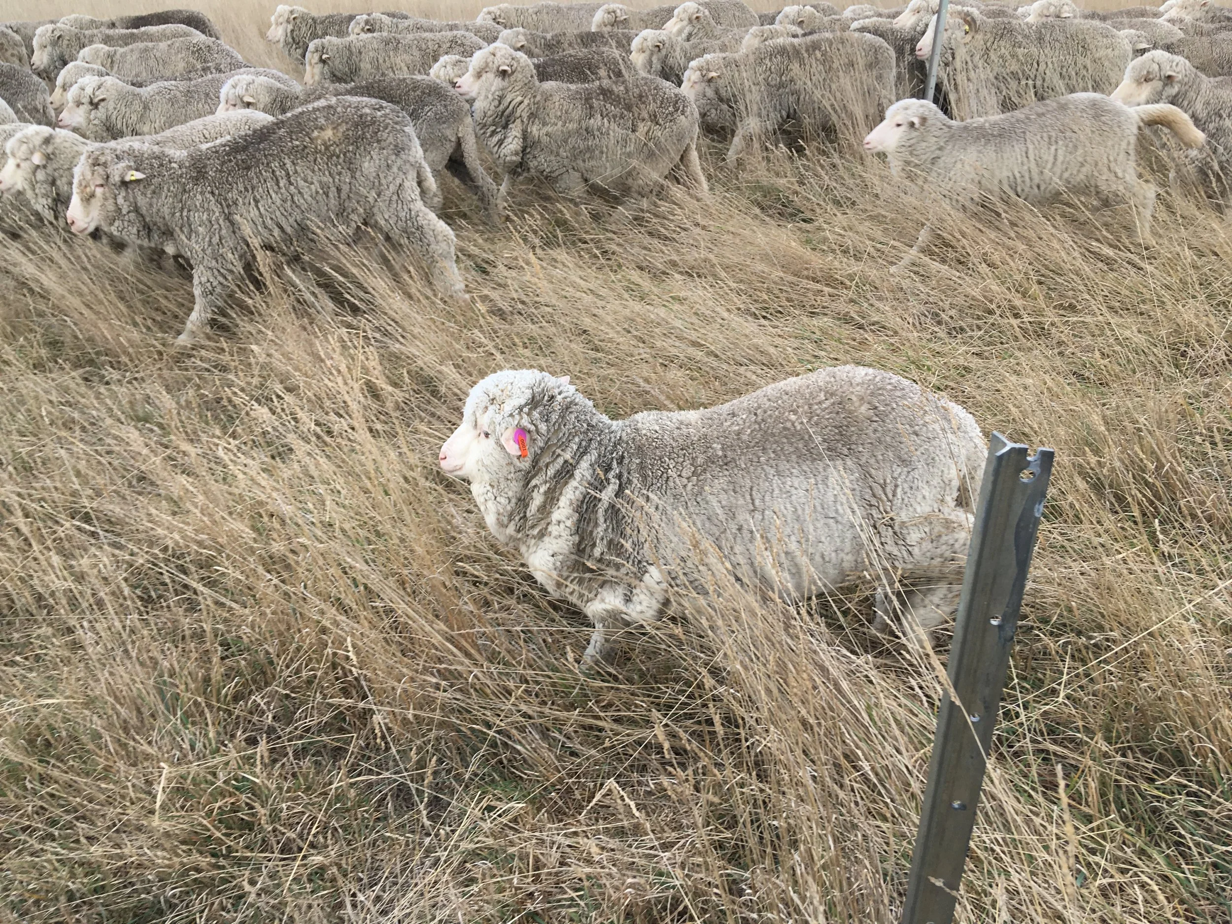 Freddie crossing the fence that isn’t there. He’s got such a lot of character! Hates Pearl, and does his best to stay right next to me—him protecting me or me protecting him?—whenever she is near.