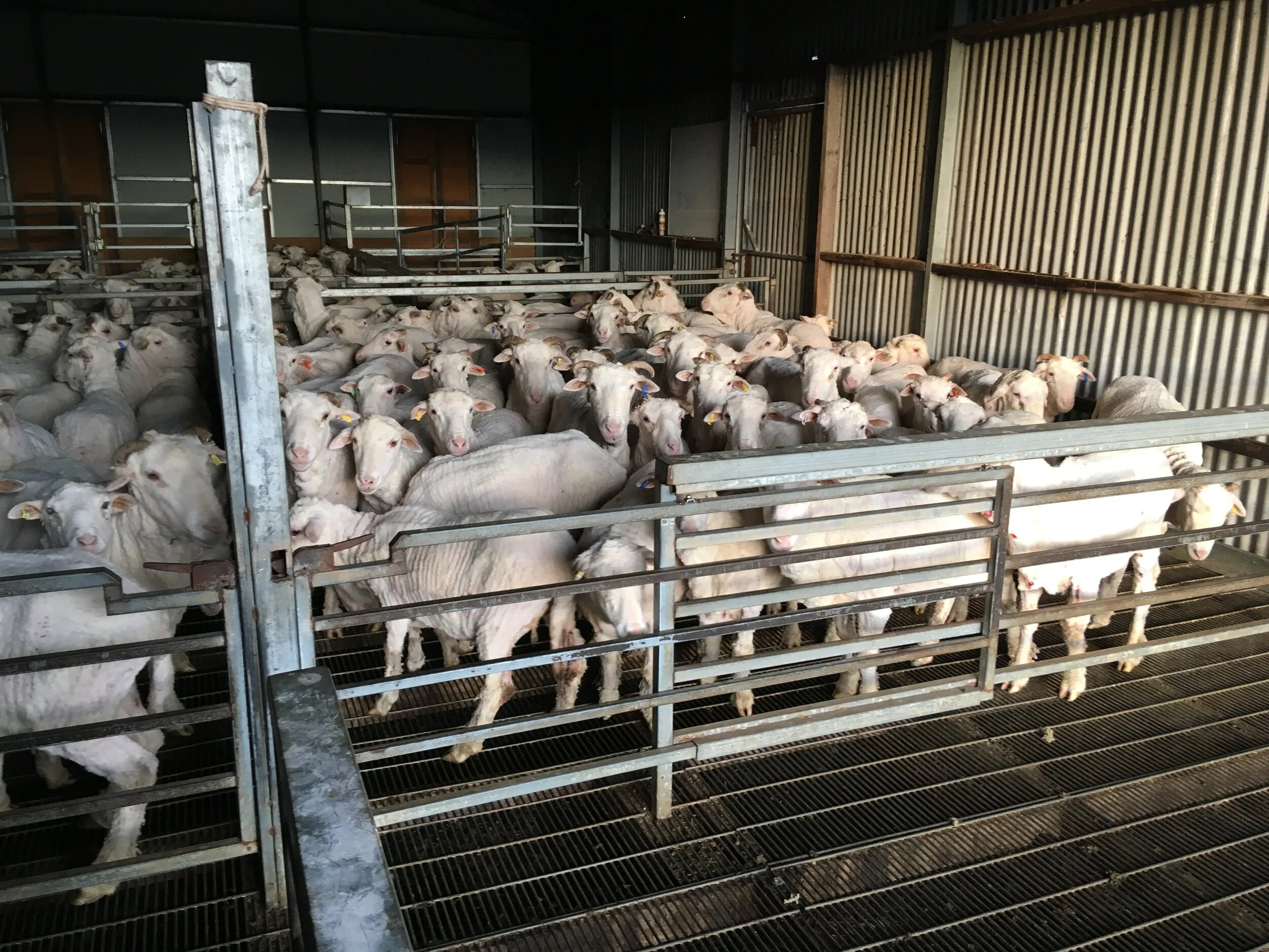Shorn sheep in the woolshed: you can see the floor grating and bearers that make up the wombat runways