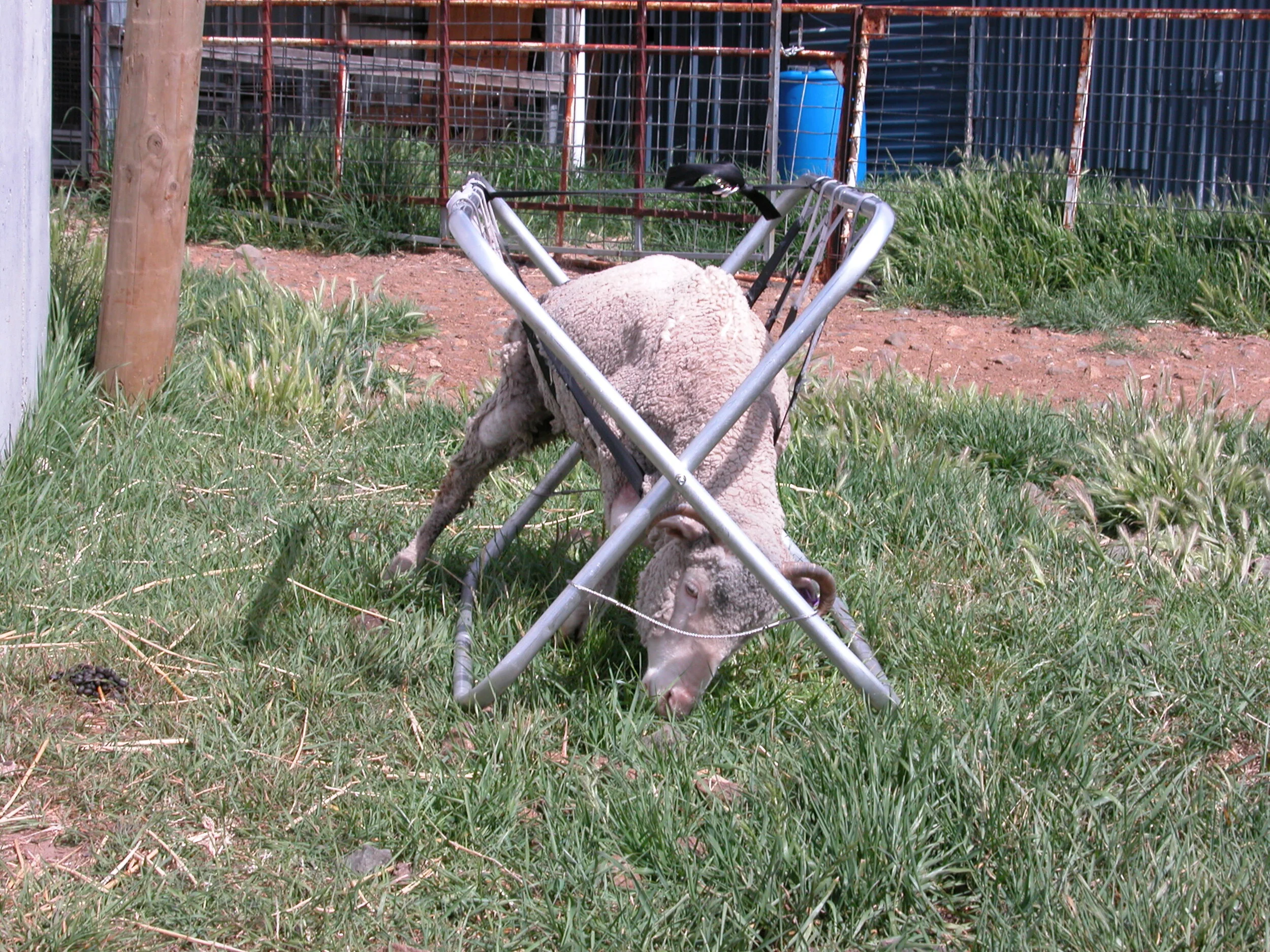 Alice in her “walker” in 2006.