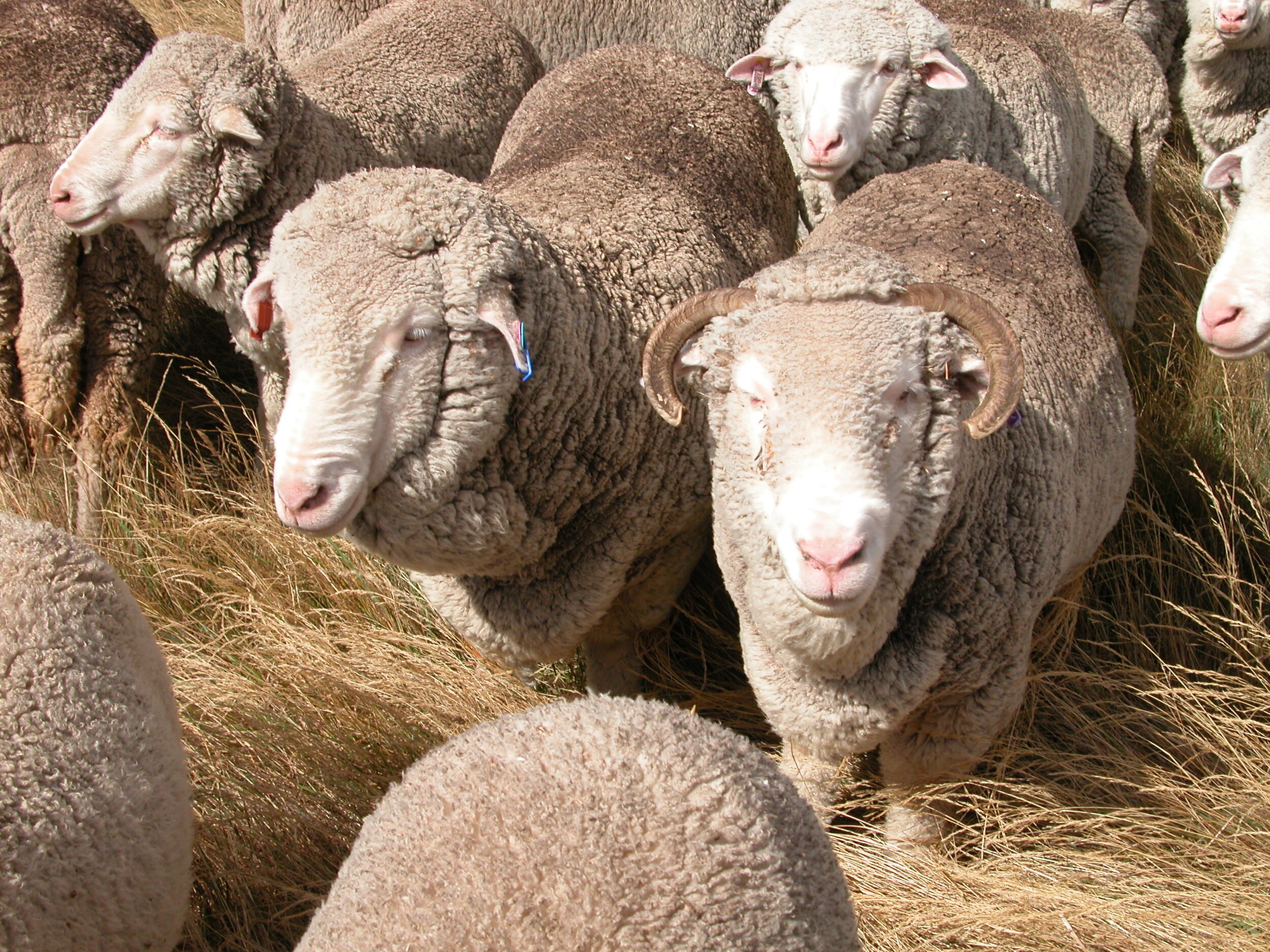 Alice on the right, with Old Leader, in 2014.