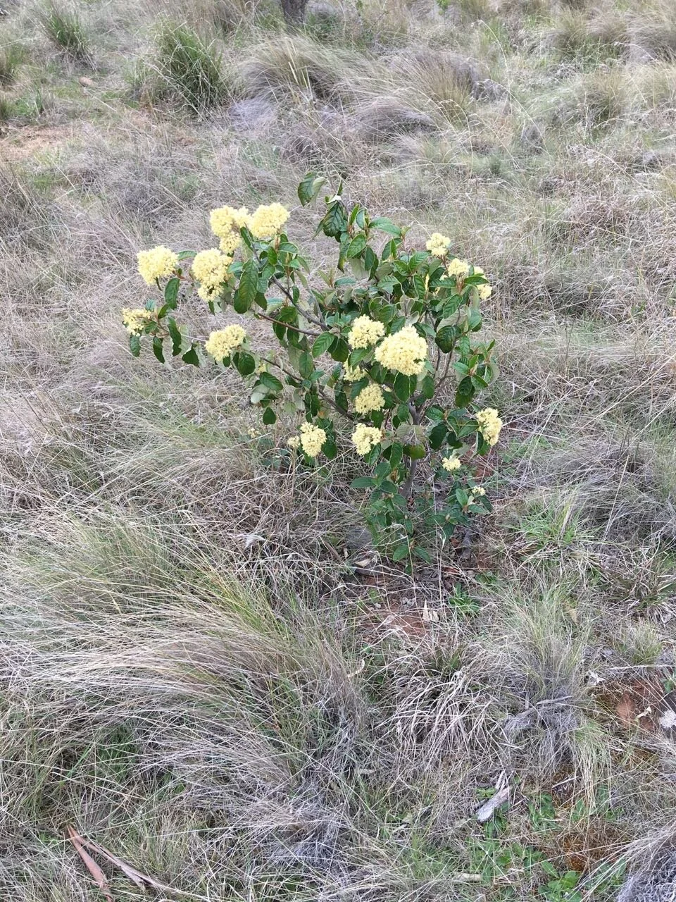 Defying the dry weather, this 5-year-old dogwood is blooming with gusto. It’s in a tree reserve area just behind me in the photo above.