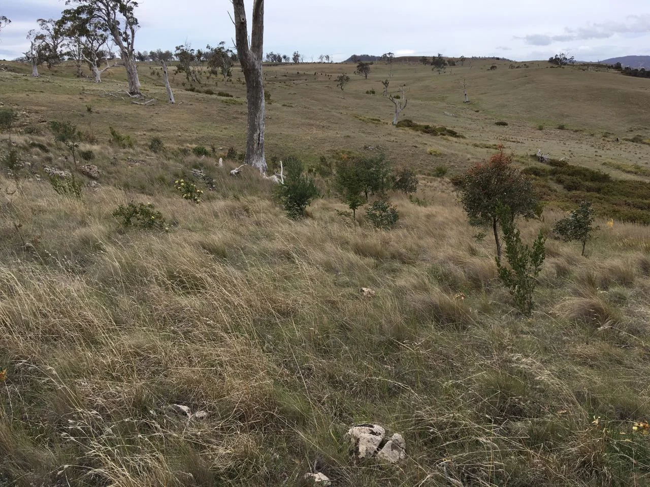 Strategy for a (very) dry spring