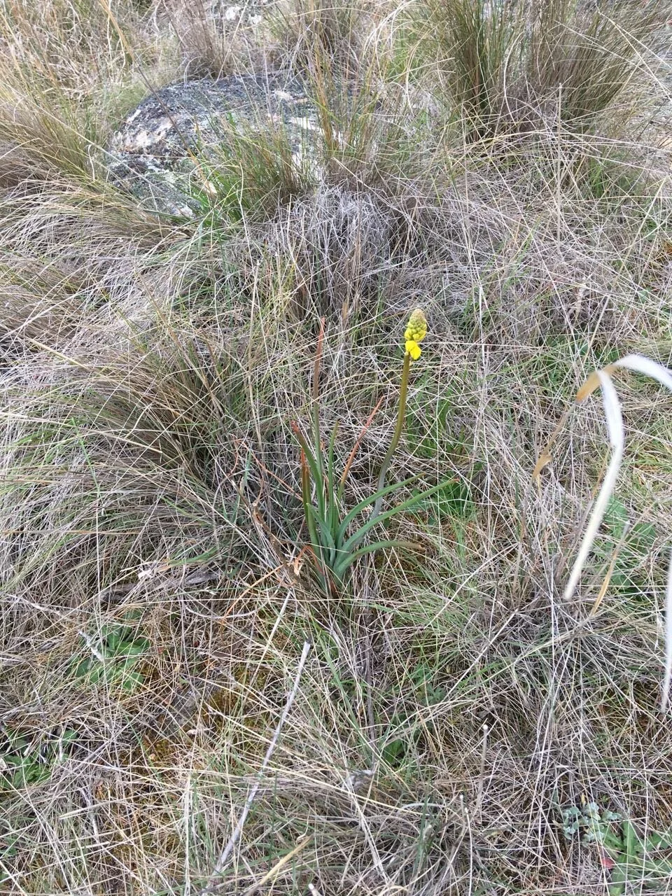I was pleased to find this bulbine lily today—often in dry times they just don’t show up.