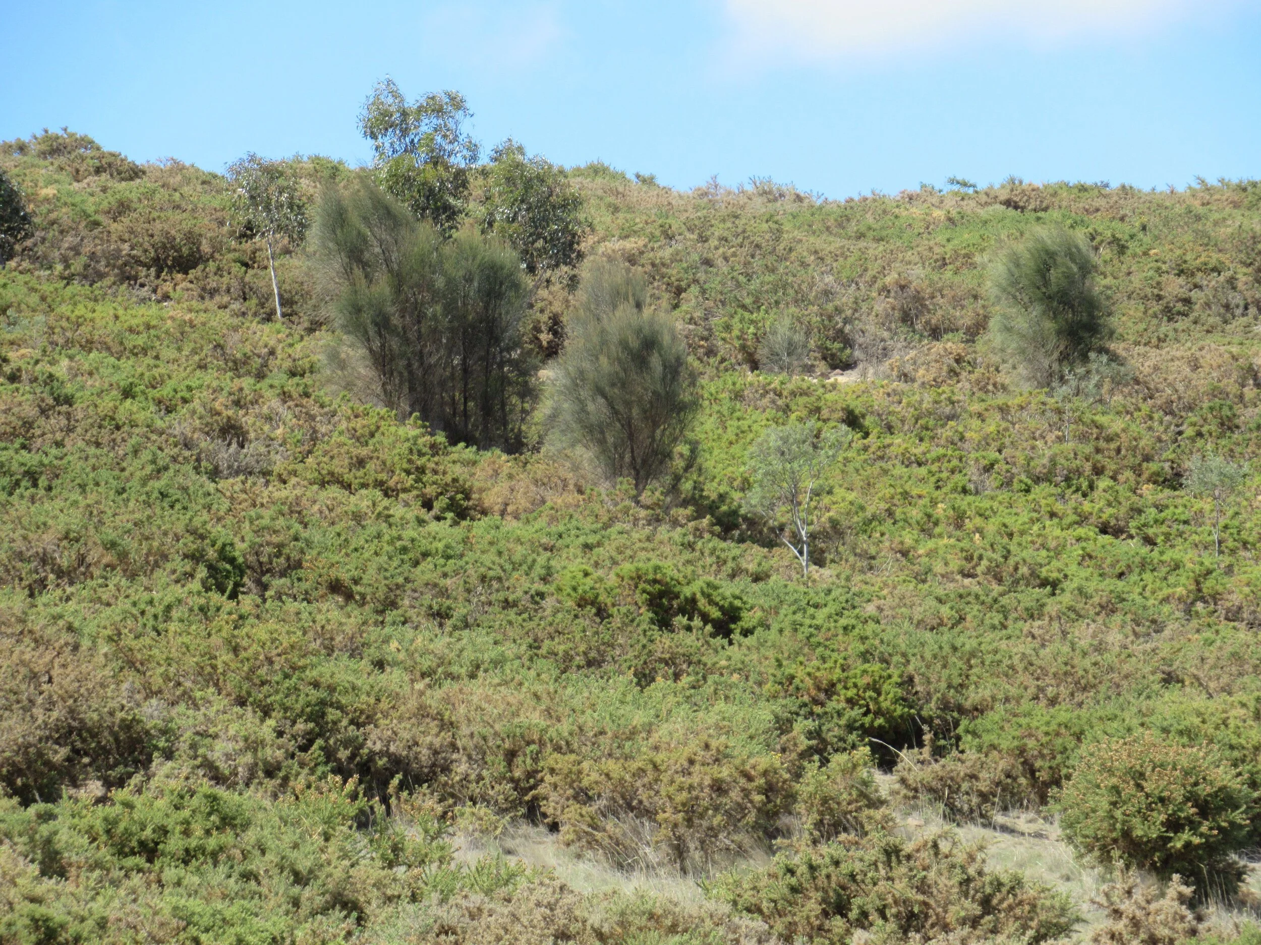 Gorse providing a nursery for she-oaks, eucalypts and wattles on my farm.