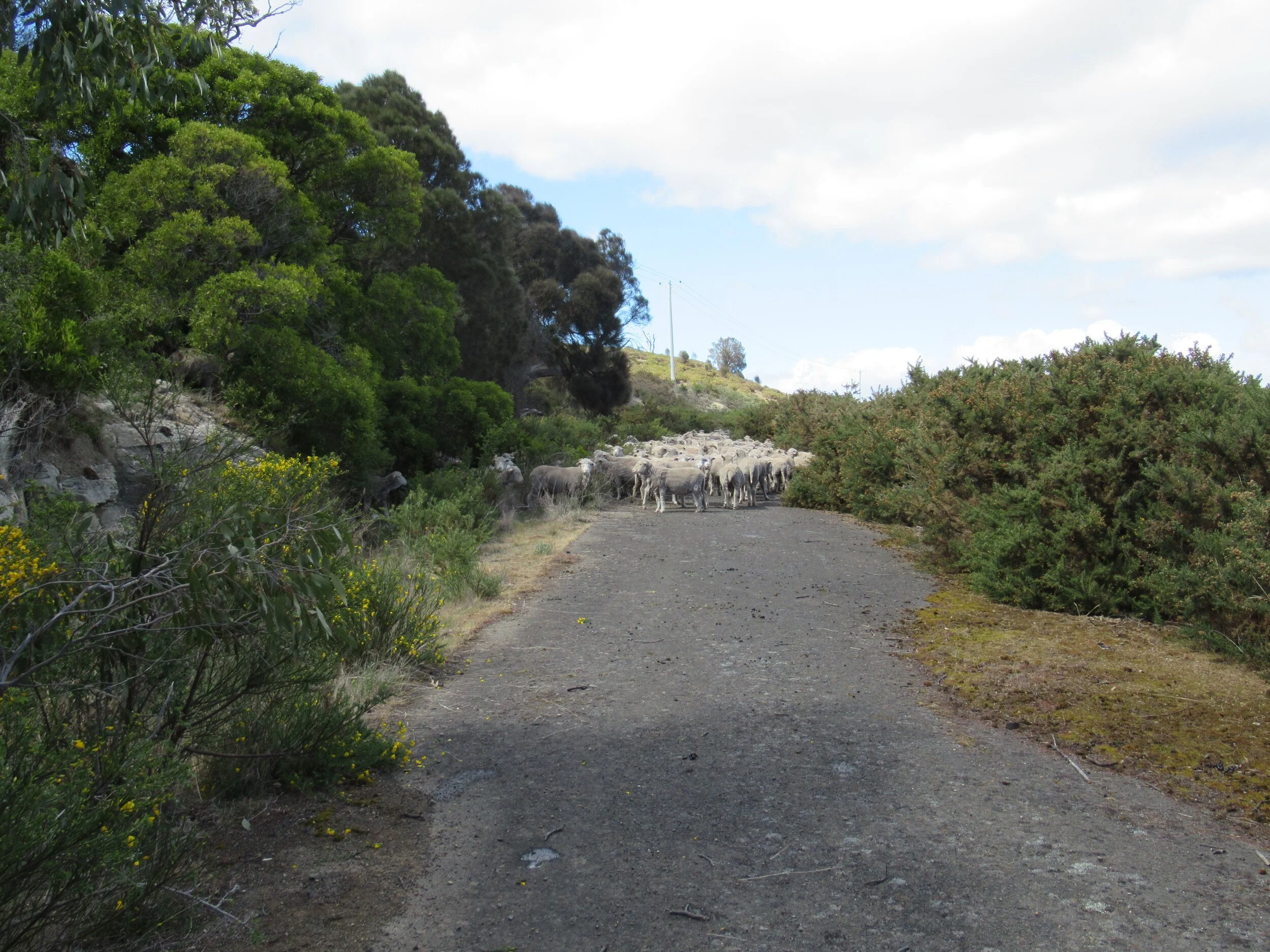 A grove of Tasmanian blackwood (on the left) in an area of sandstone outcrop, along the old highway which is my northwest boundary. Gorse on the right has not been able to penetrate the shade cast by the blackwoods.