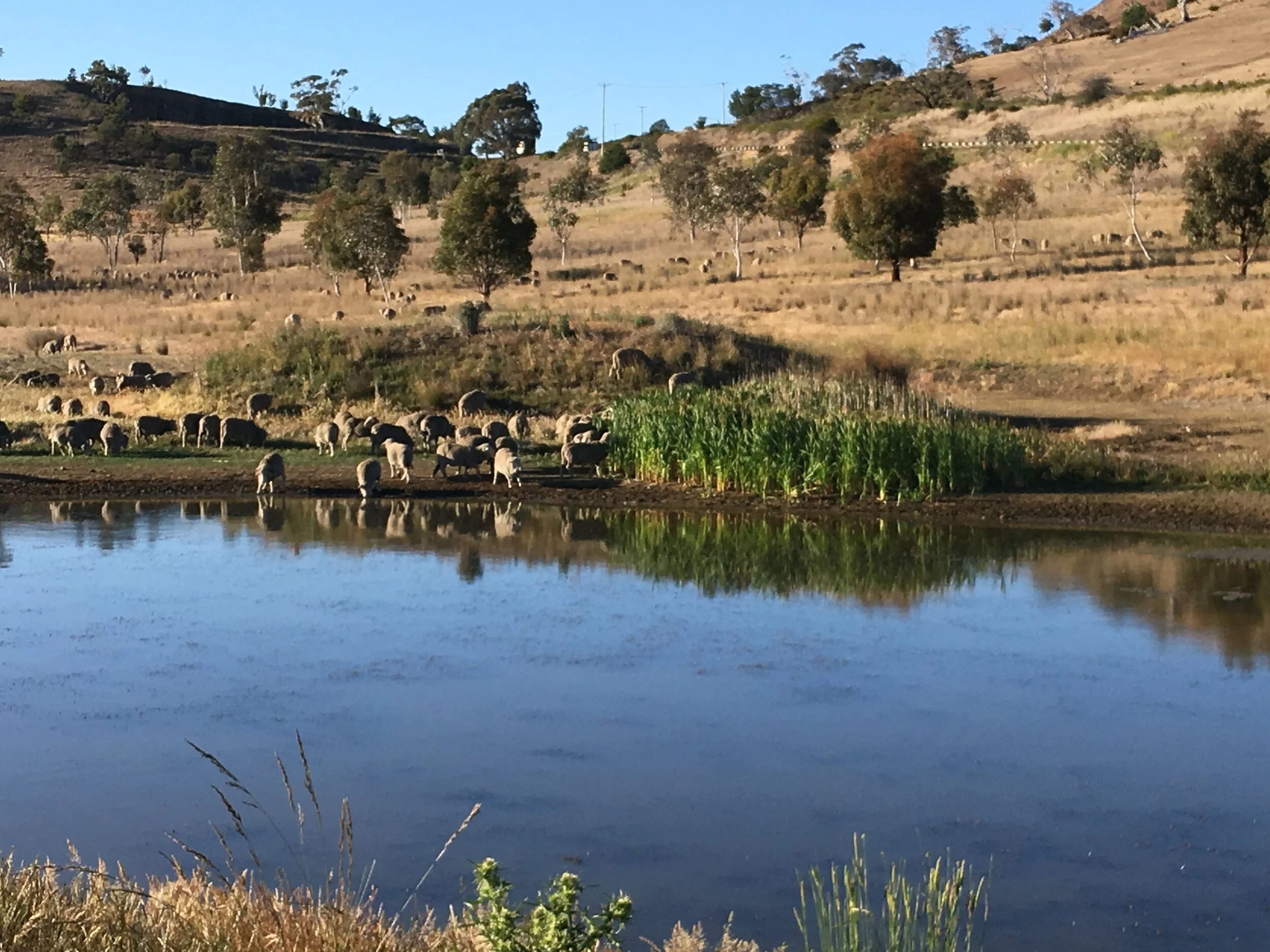 Getting a drink before the day gets too hot. This is the same area that burned in 2016, looking back in the direction the burn photo was taken.