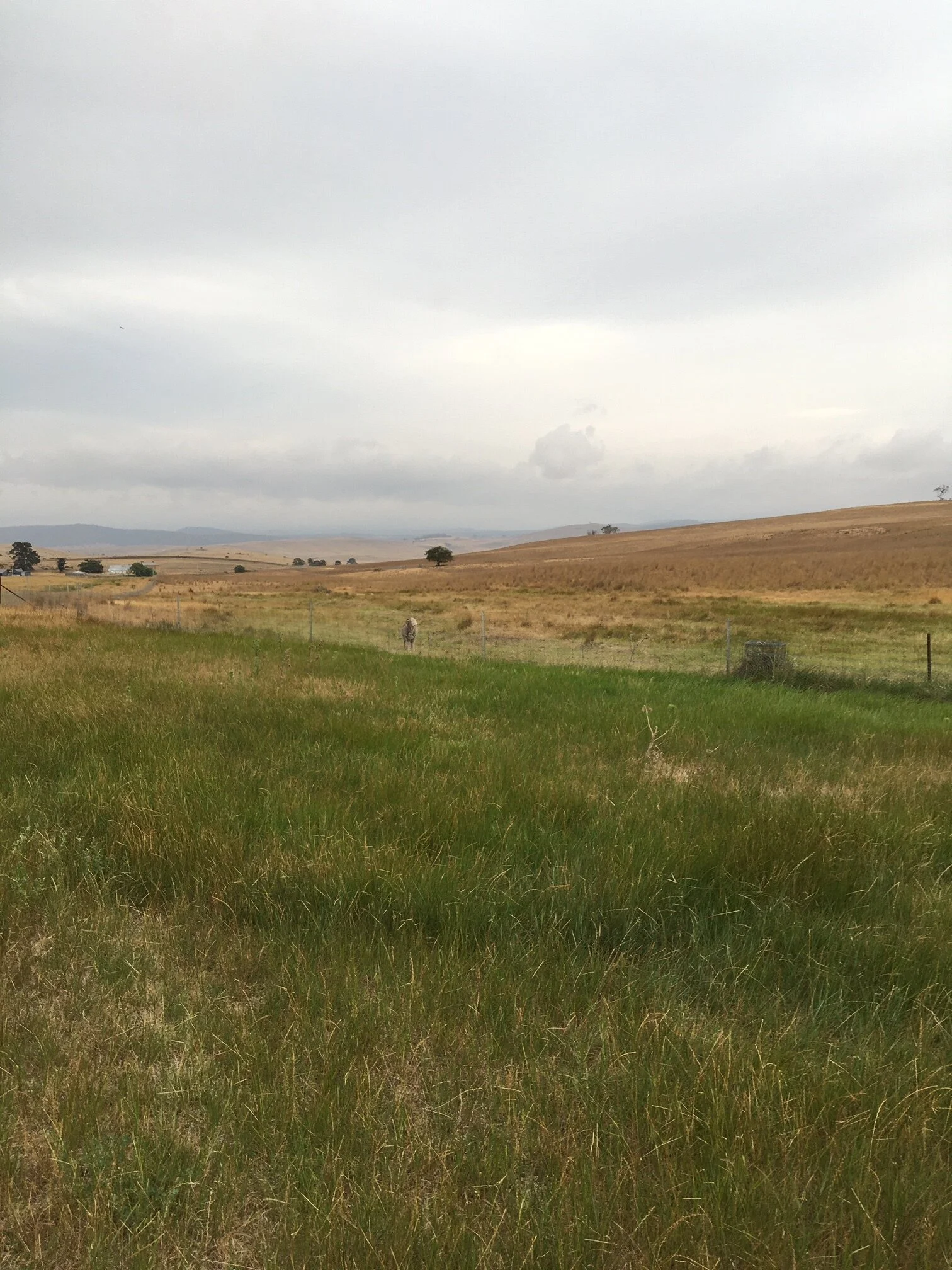Silly old Horatio made a last minute dash for freedom, instead of following the rest of the flock through the gate. We went back and convinced him of the error of his ways.