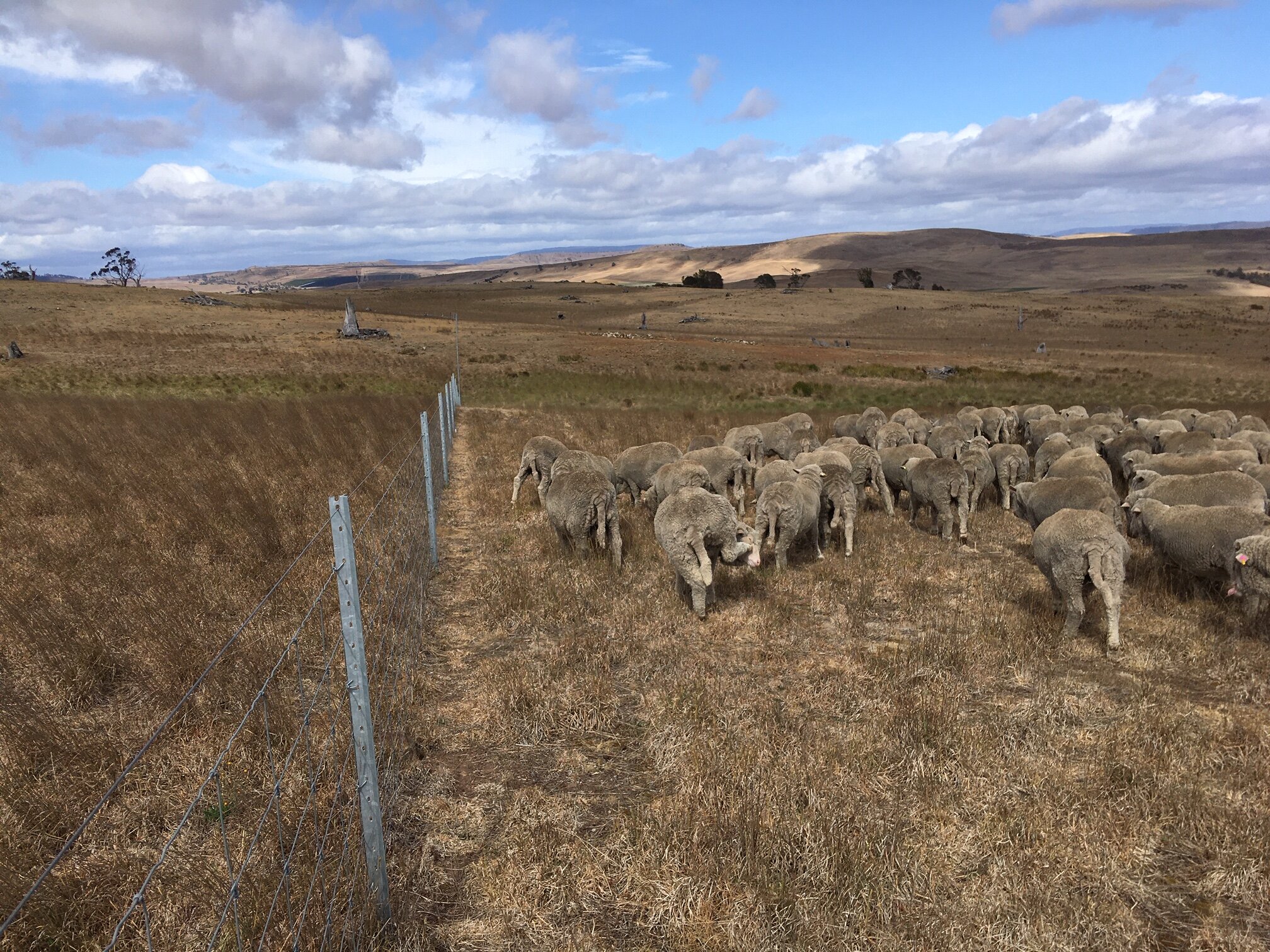 Coming out of the tree reserve this morning. That’s Freddie scratching.