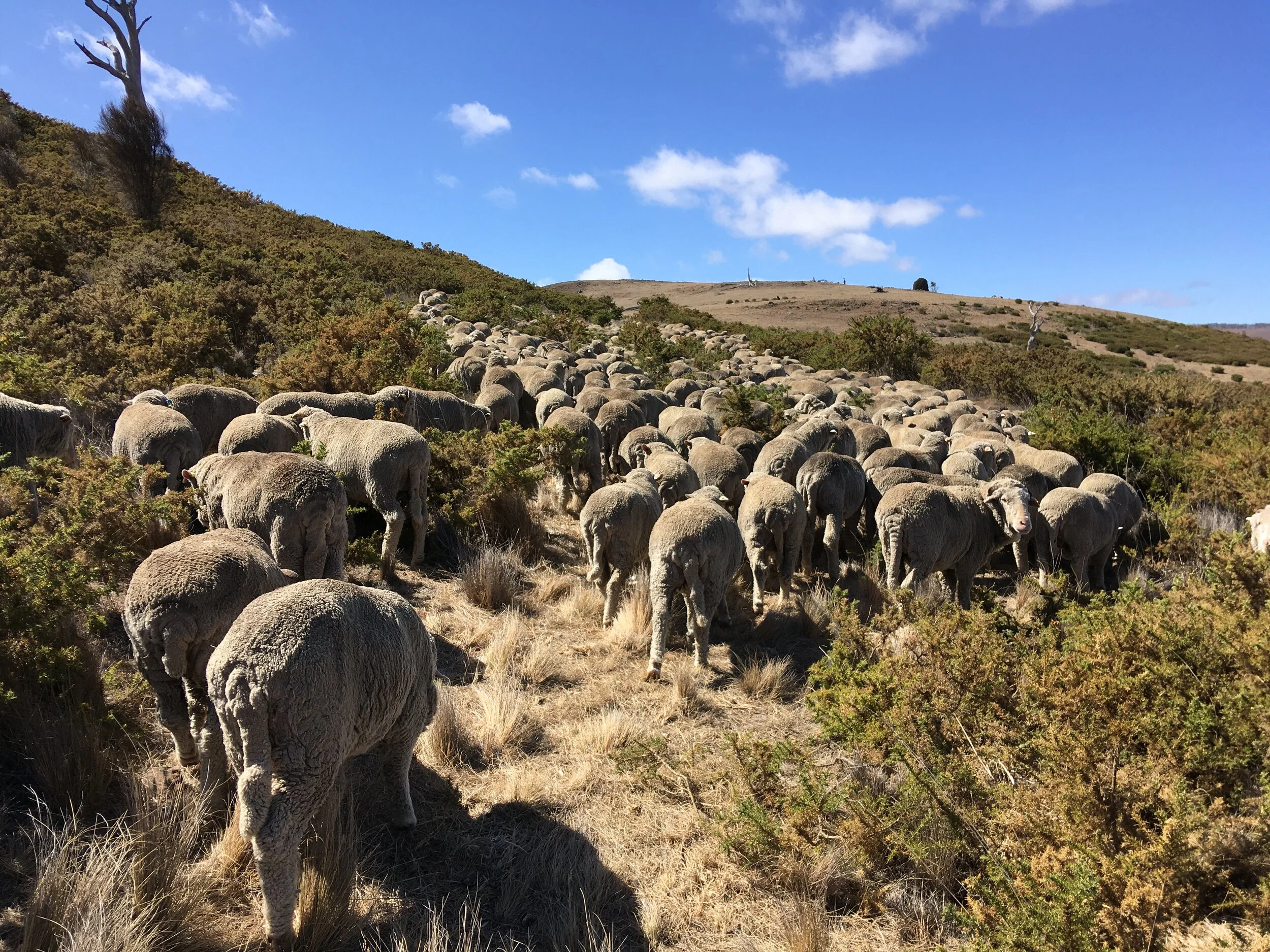 Day 1 of the Stone Soup Circuit—moving up this narrow track bordered by gorse was nobody’s favourite part of the day.