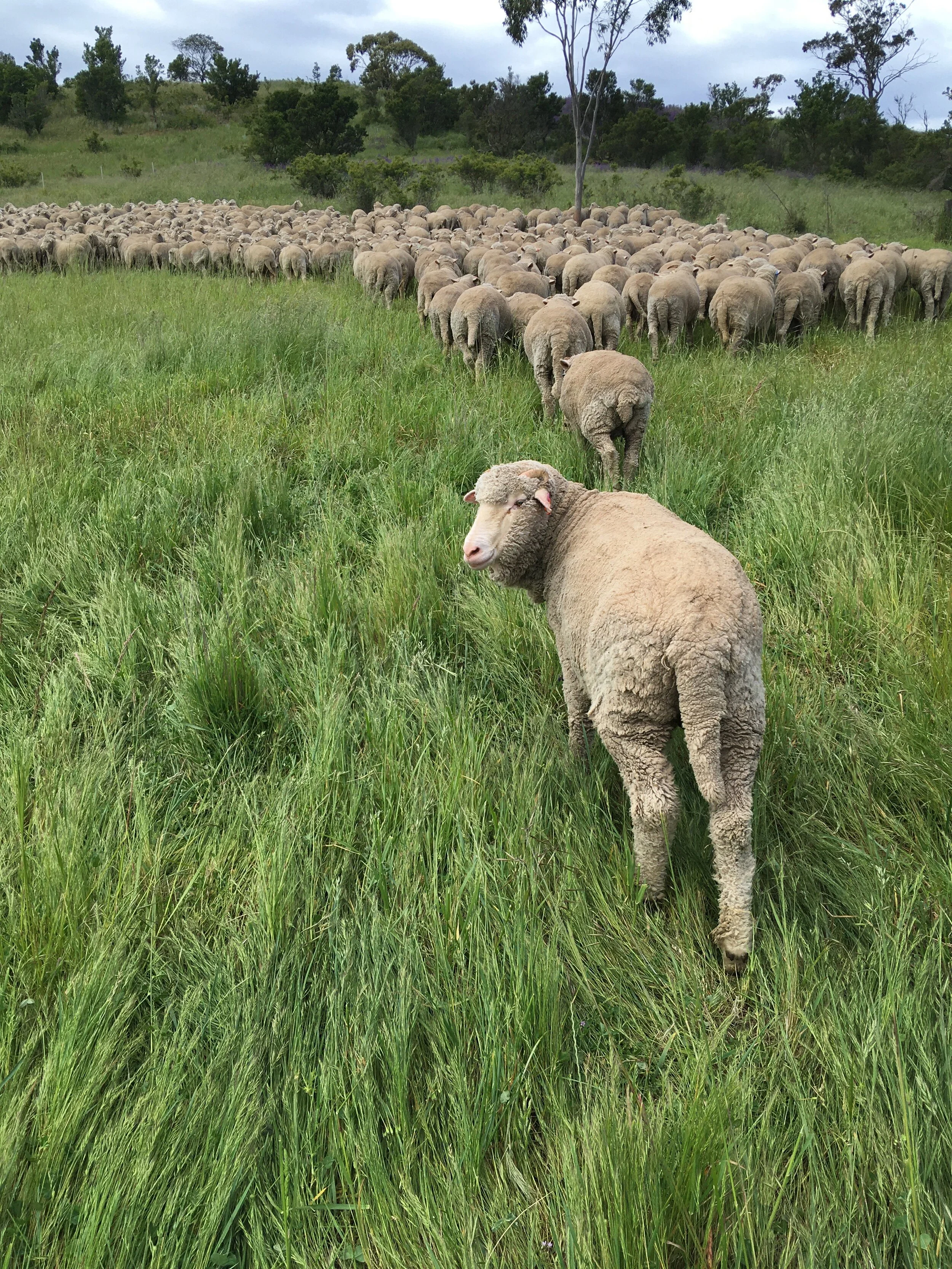 Freddie, the youngest of the named sheep, hanging back from the flock to walk with me.  How sweet is that?