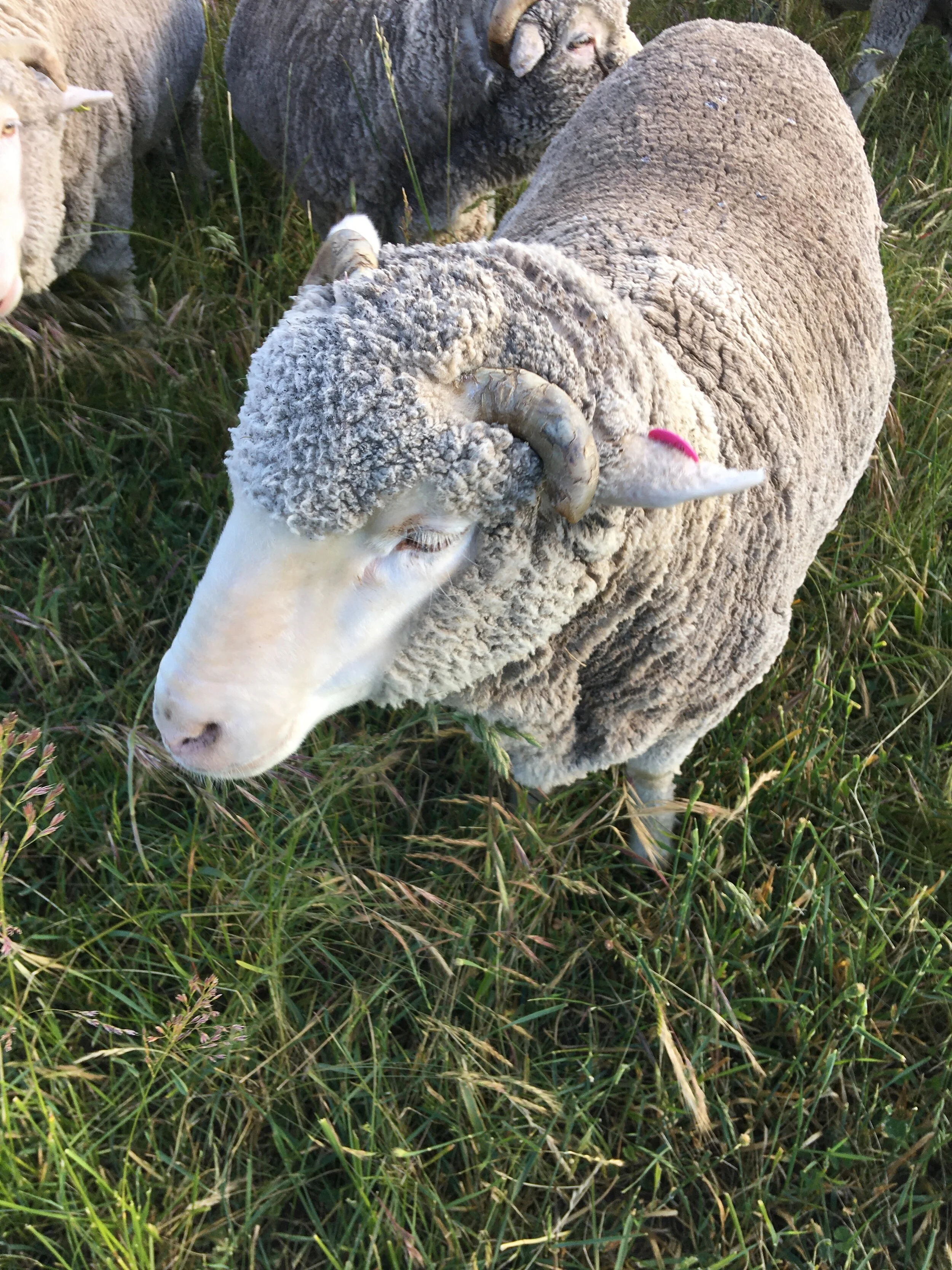 Leo, one of the older named sheep.  He’s a boyfriend of Vicki’s—both 7 years old.
