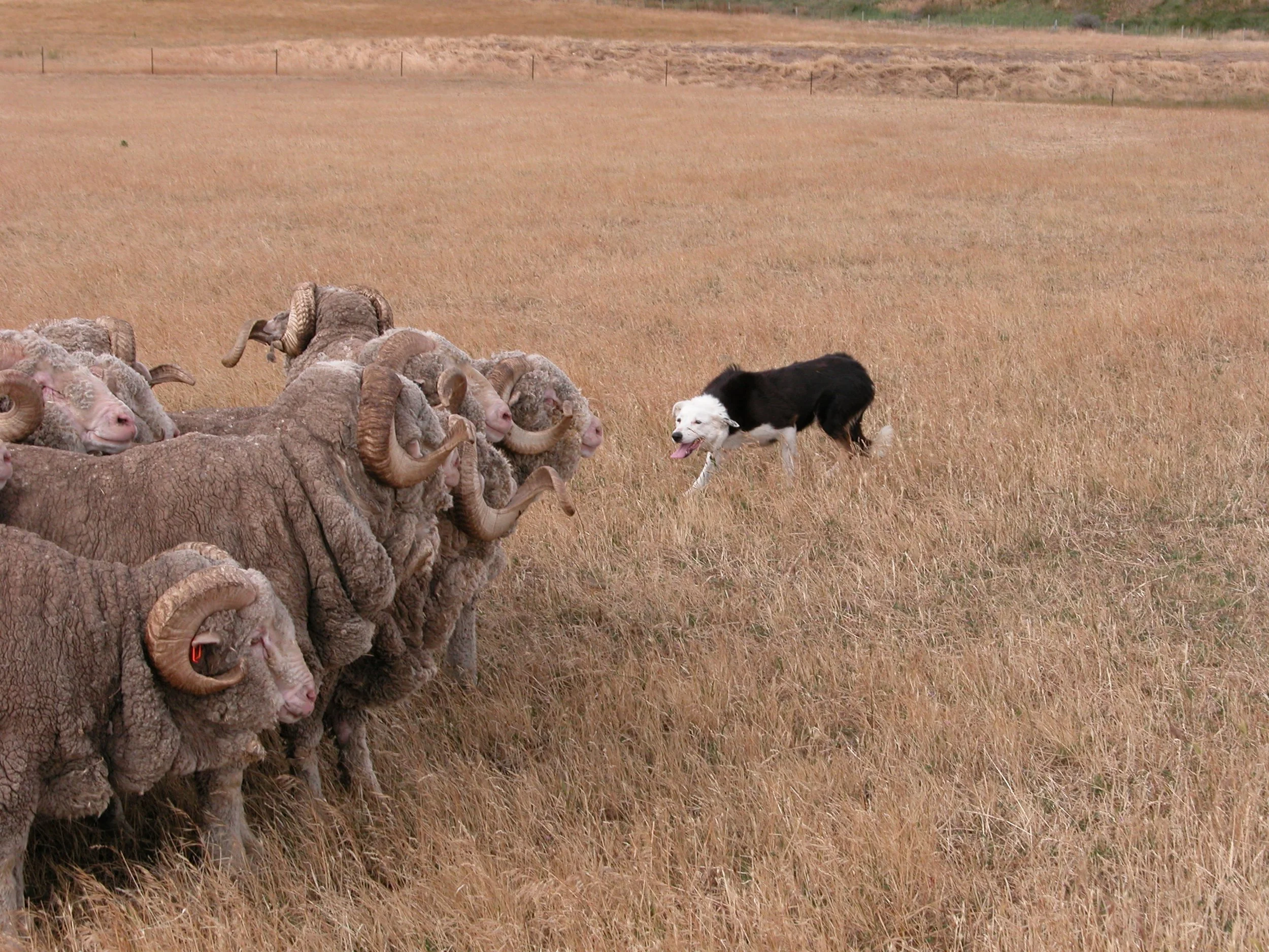 Changing of the Guard