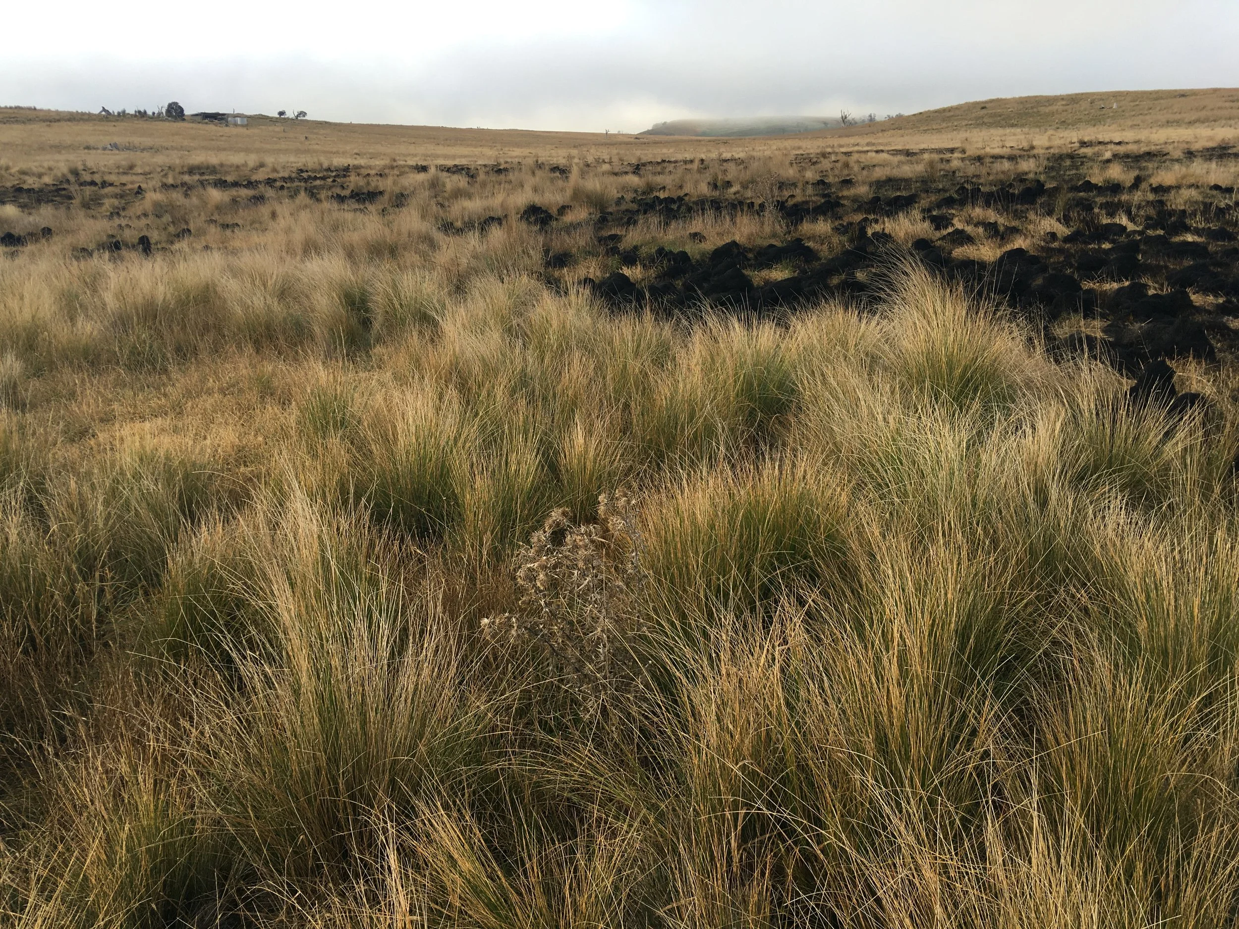 Burning for Biodiversity