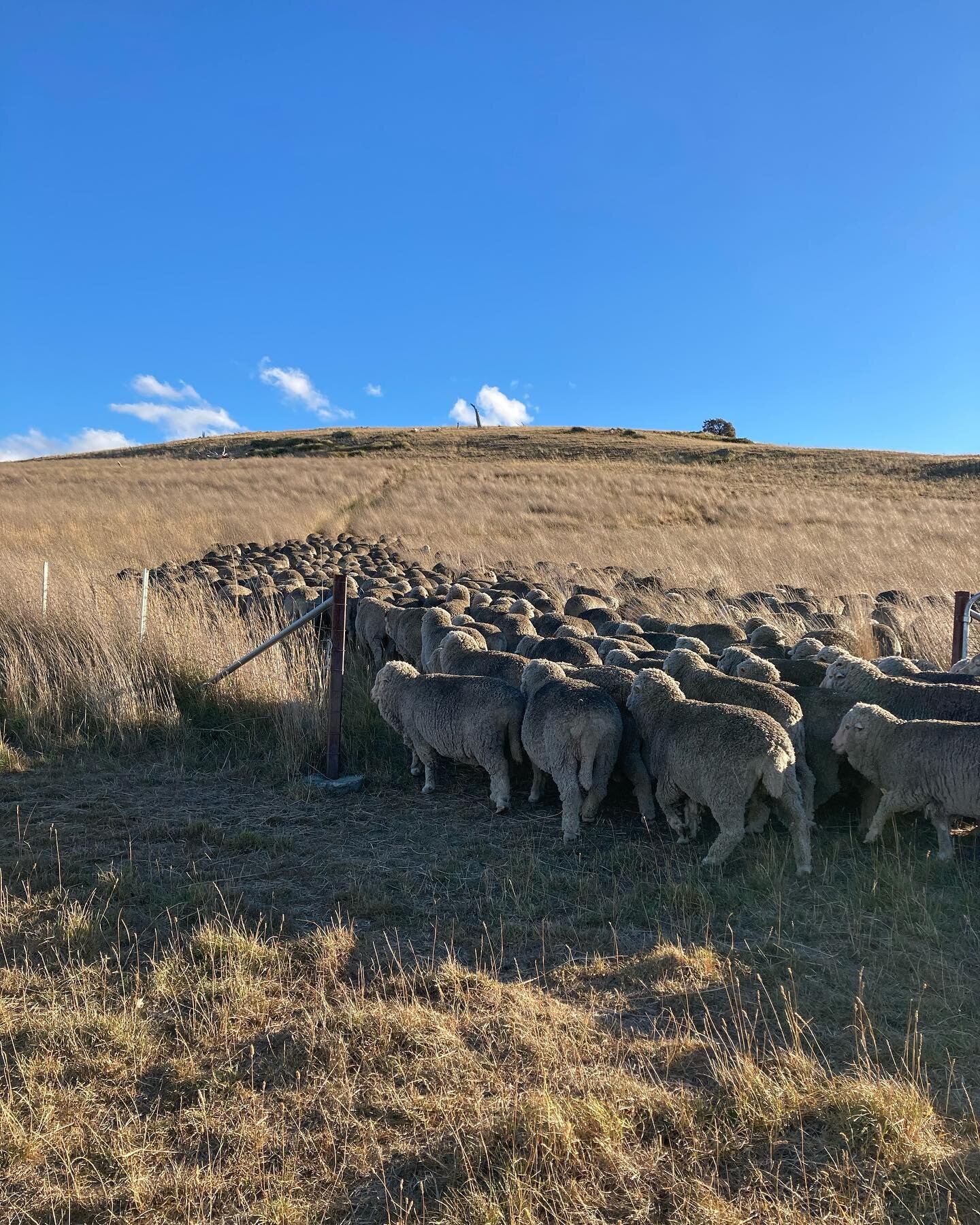 Heading into the back country after our fire danger days. Hopefully, we won&rsquo;t have to come back any time soon! #wgwshepherding #whitegumwool