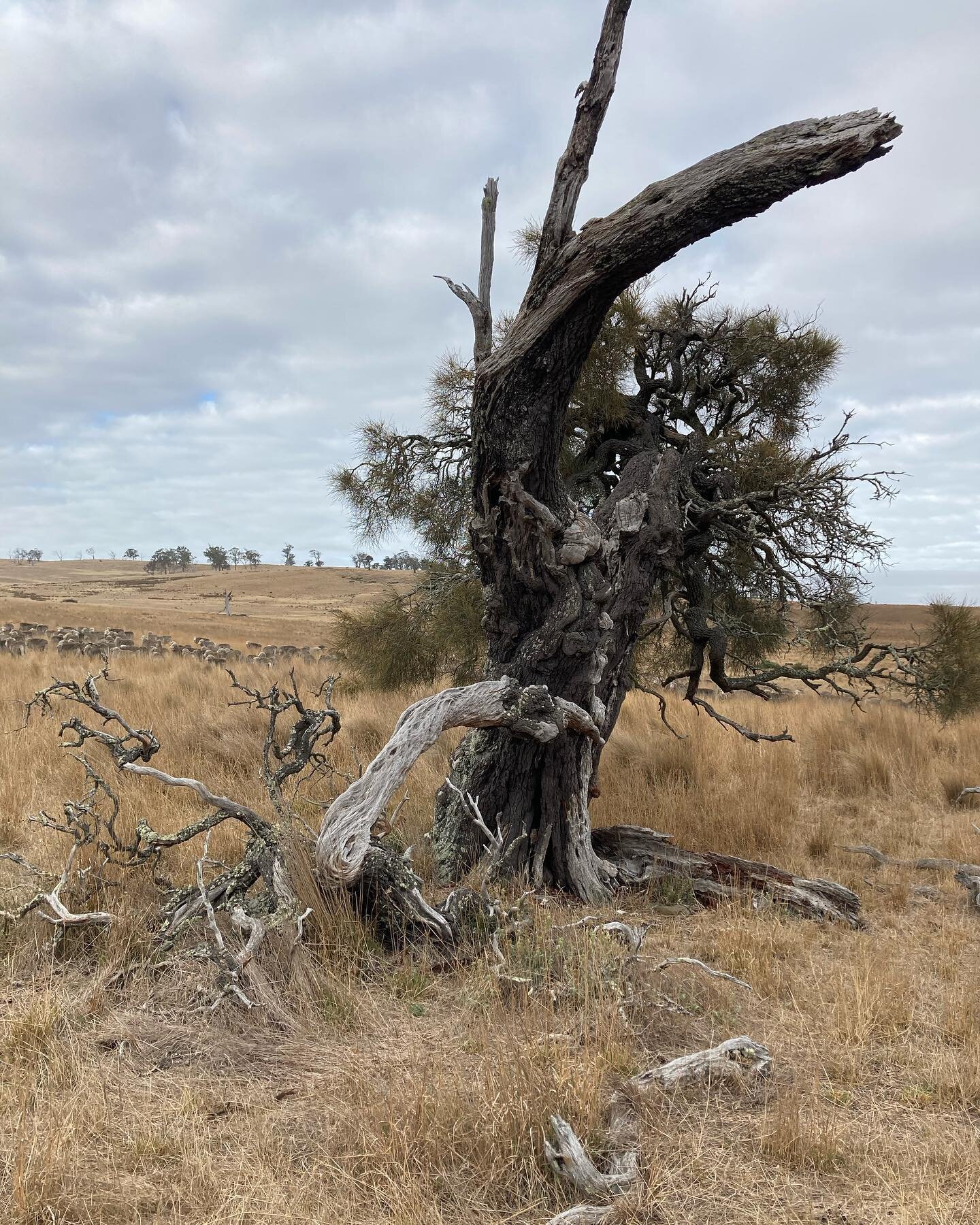 Getting started. Beautiful old, gnarled she-oak. #wgwshepherding #whitegumwool