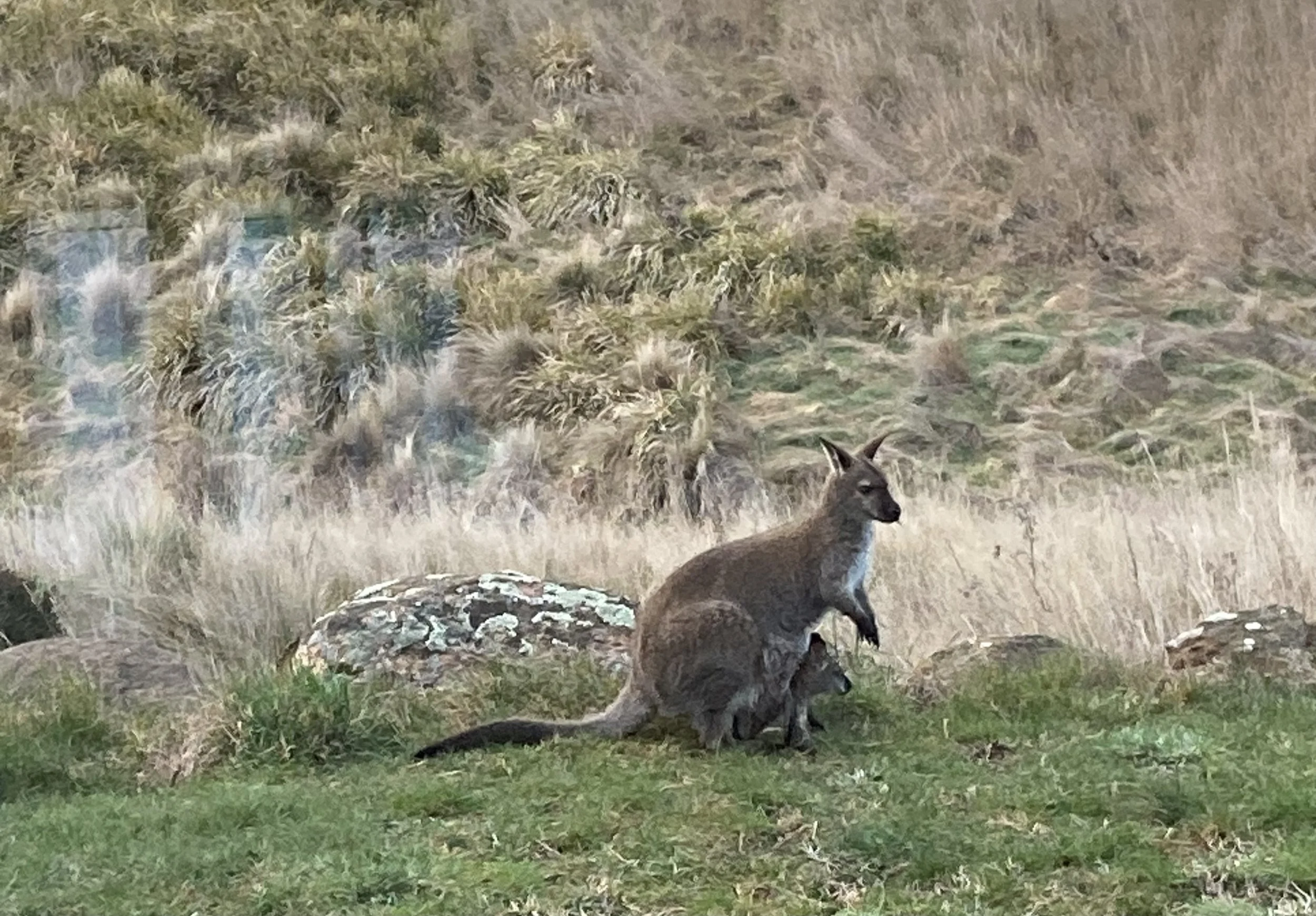 Kangaroo Dogs