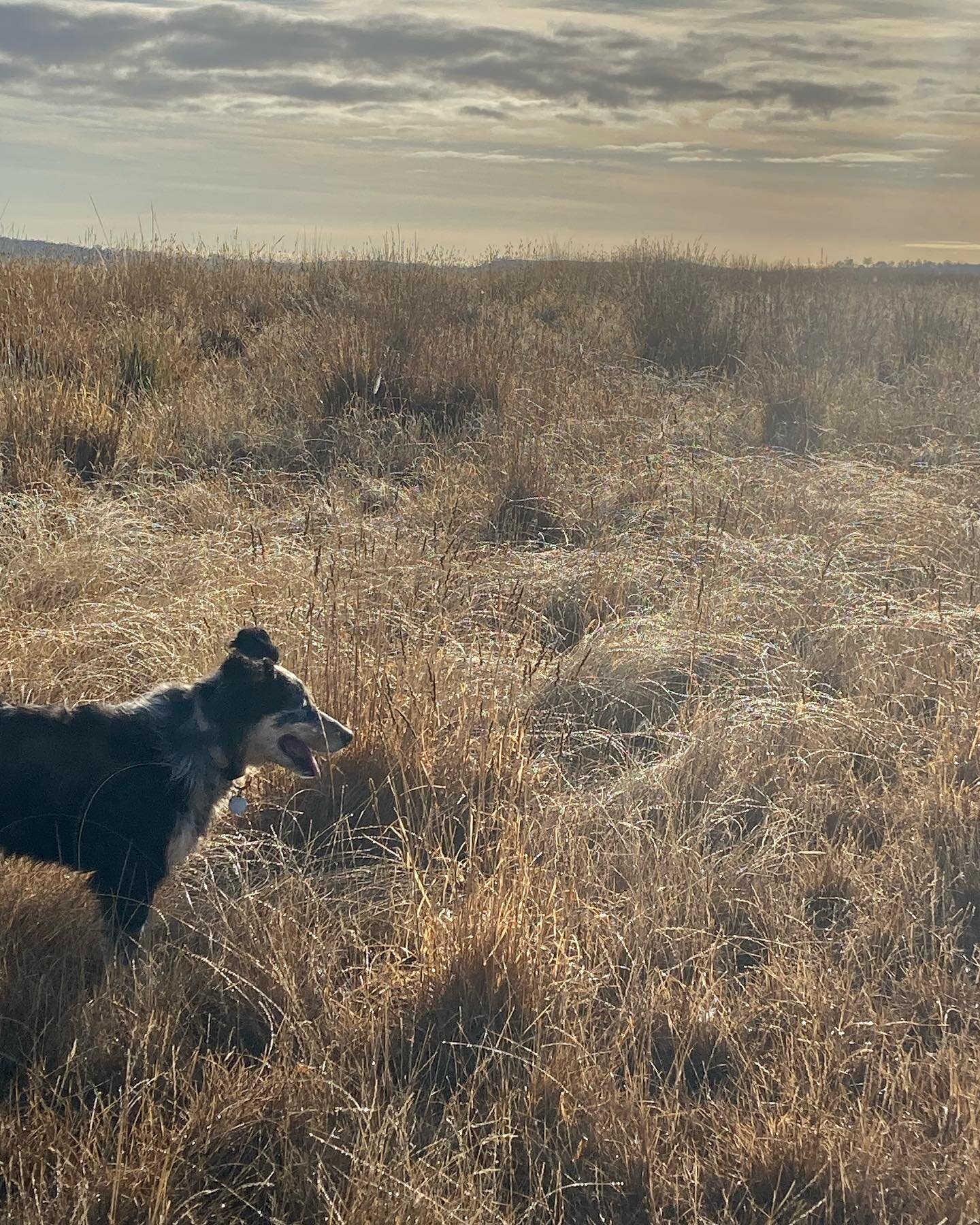 Morning dew on the weeping grass. #wgwshepherding #whitegumwool