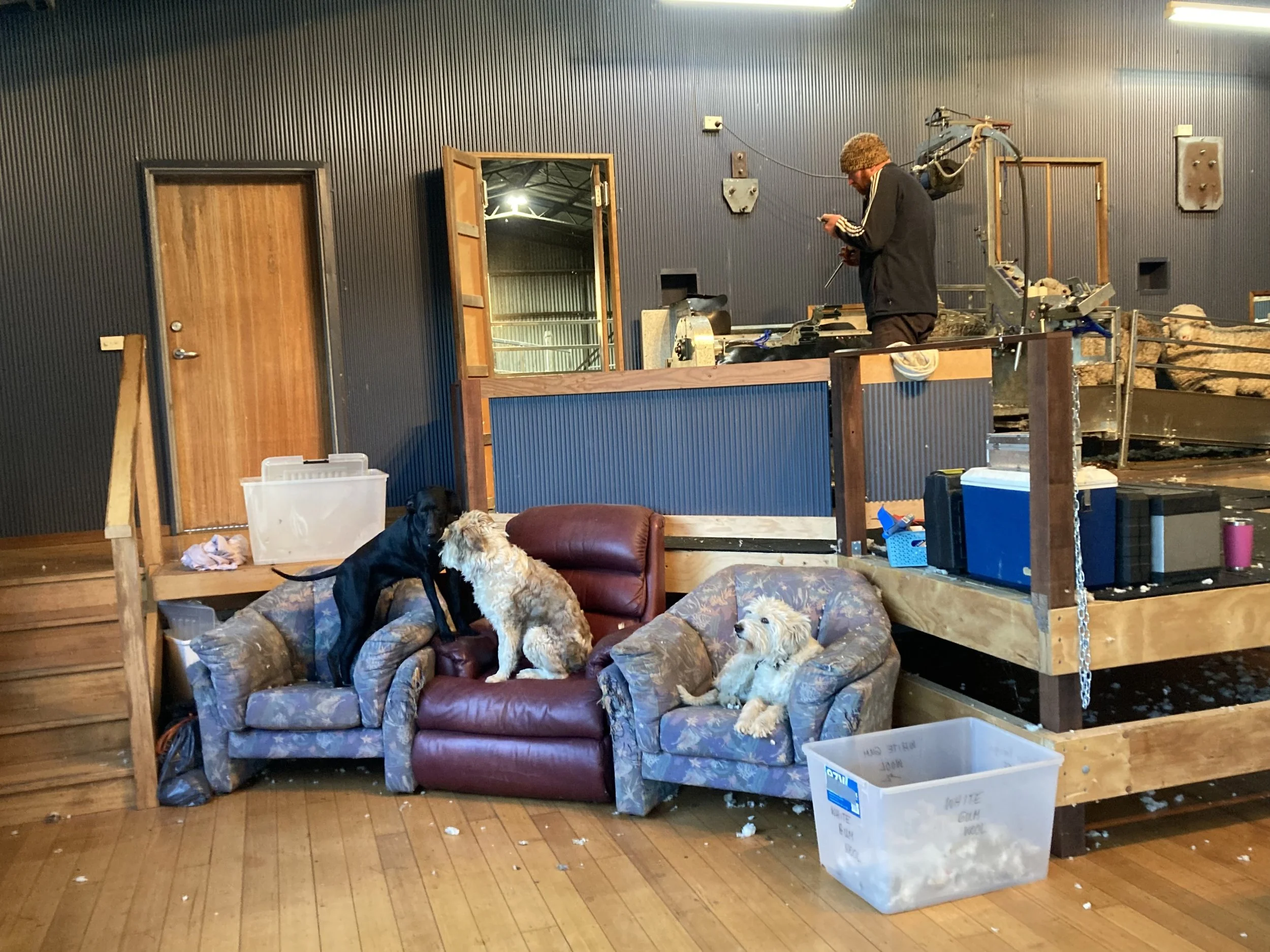 Shearing Marathon