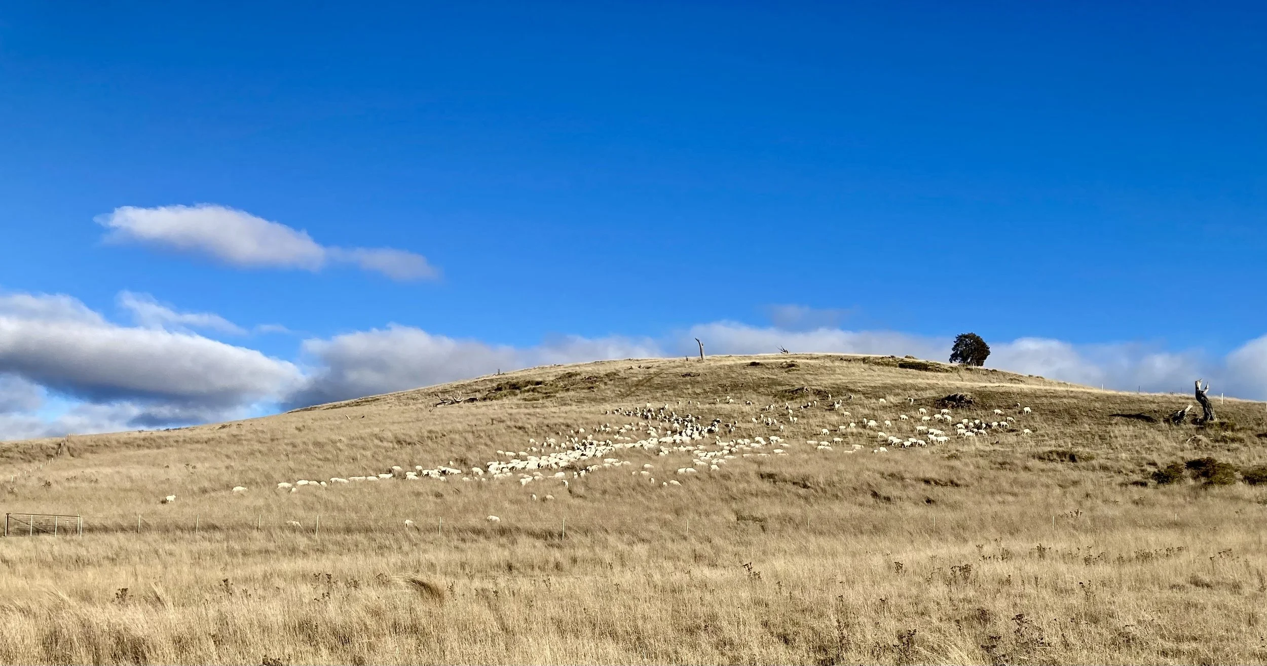 NQS: Not Quite Shepherding