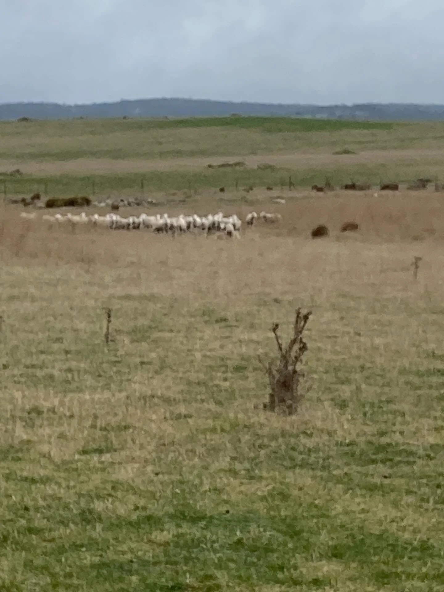 First lambs of the season &mdash; twins!  #wgwshepherding #whitegumwool